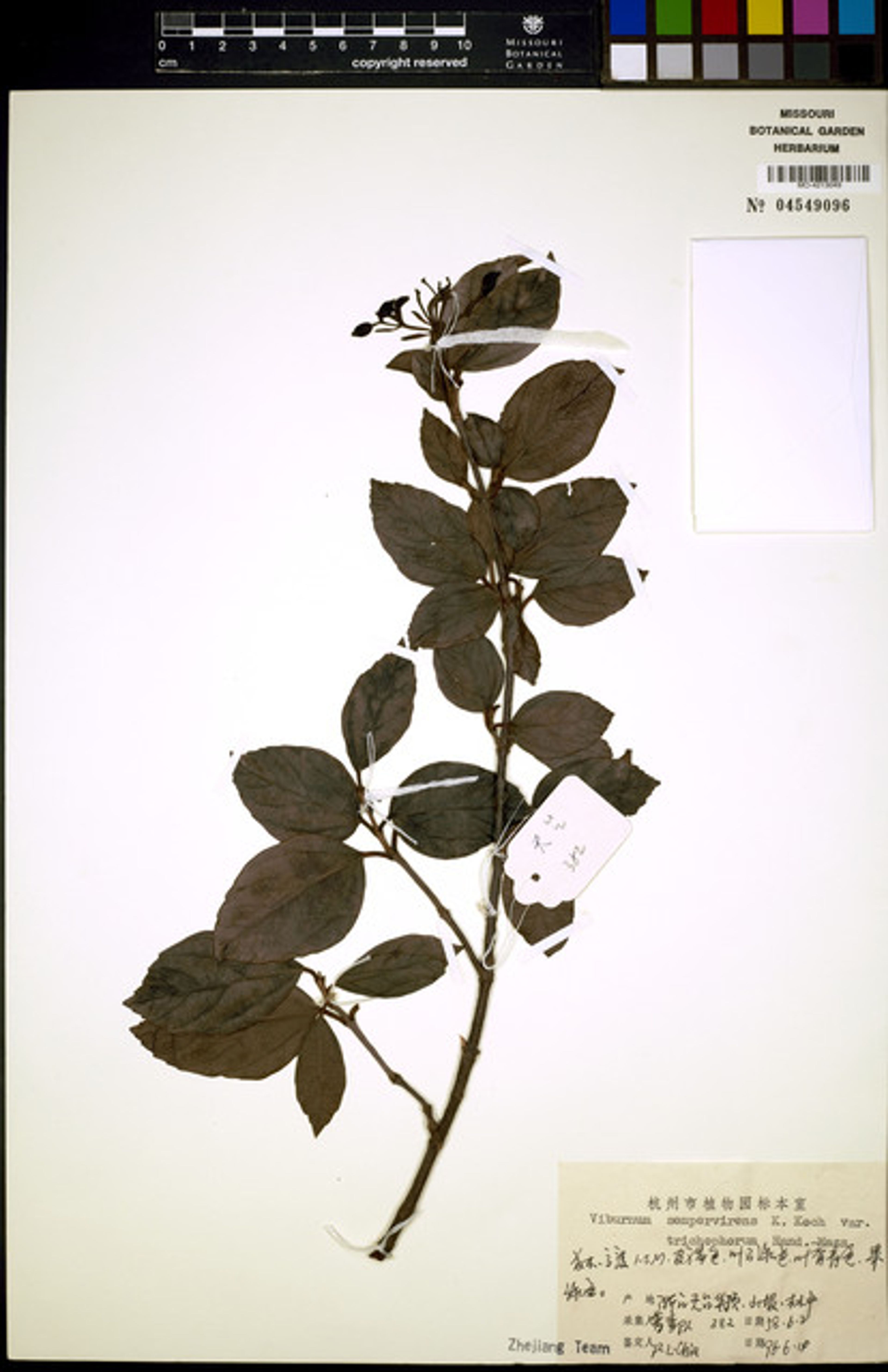 Viburnum sempervirens - 135