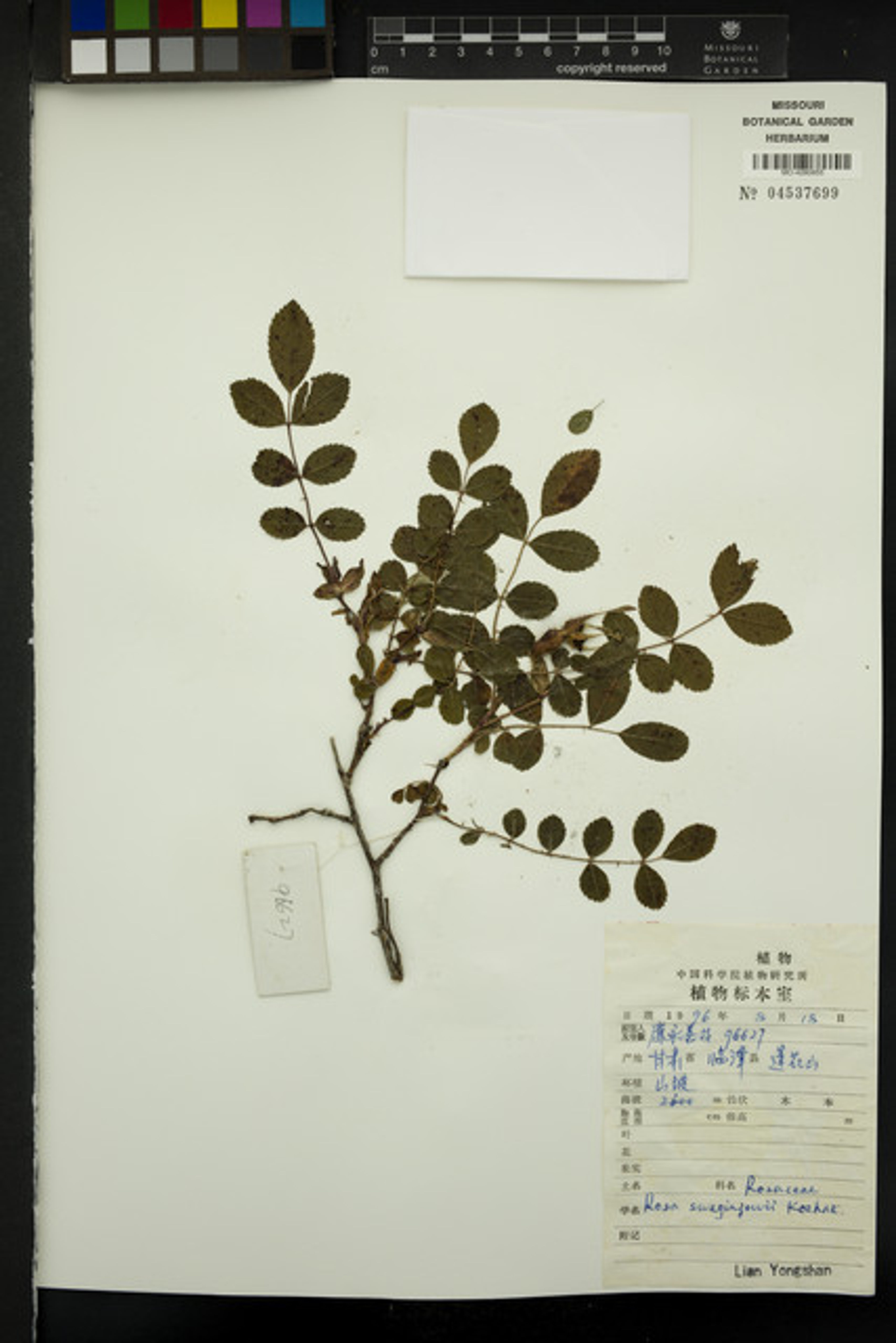 Rosa sweginzowii - 8