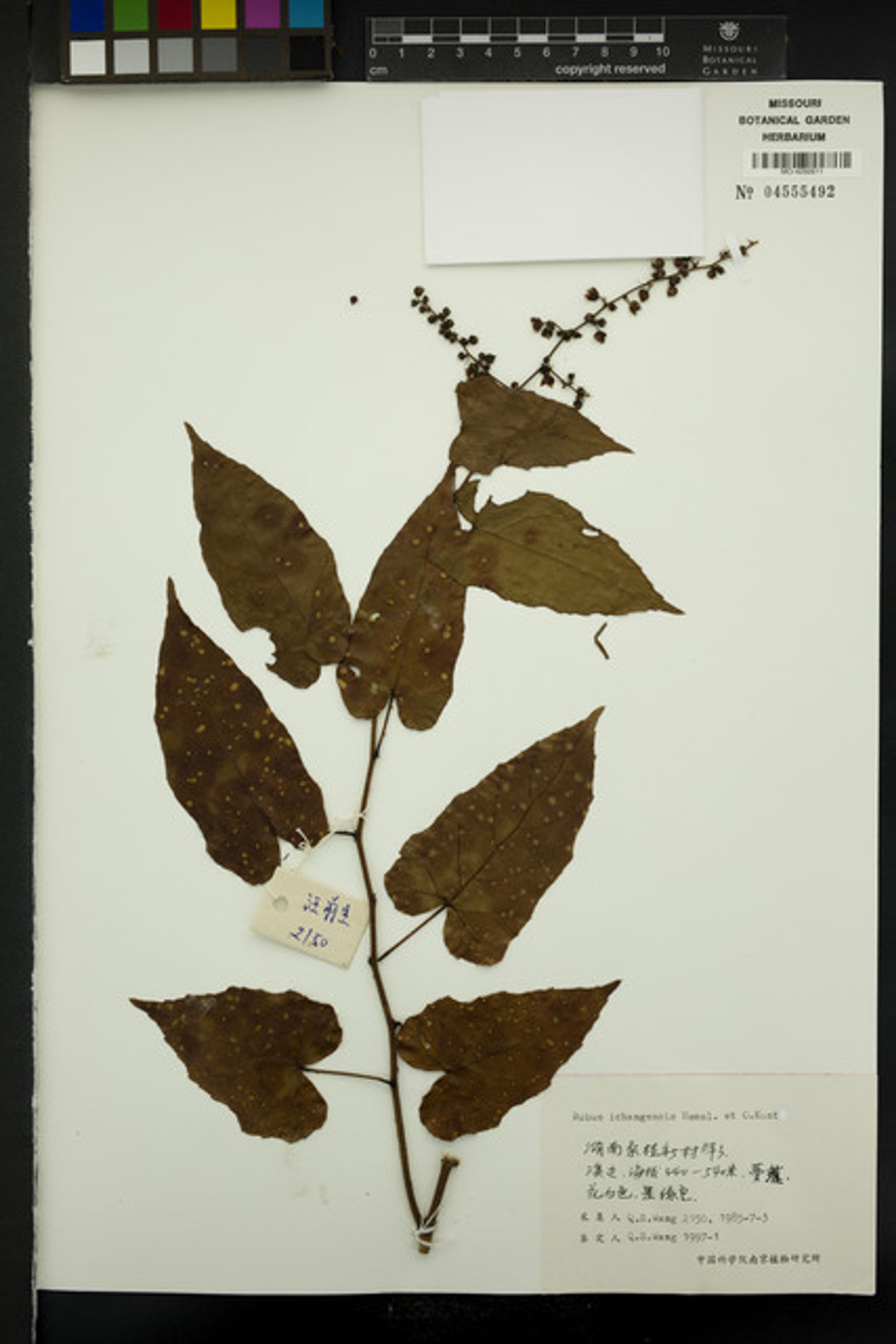 Rubus ichangensis - 20