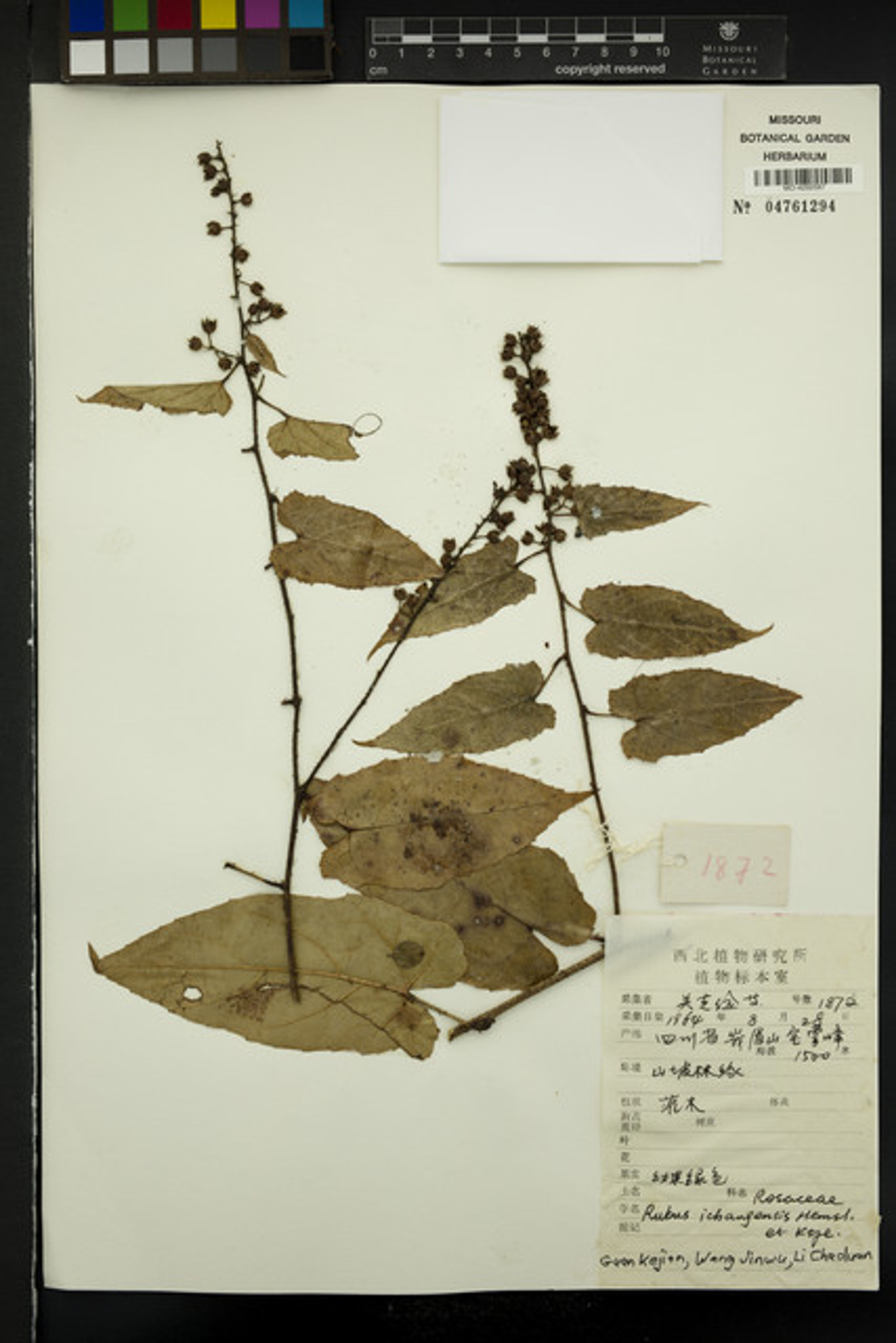 Rubus ichangensis - 17