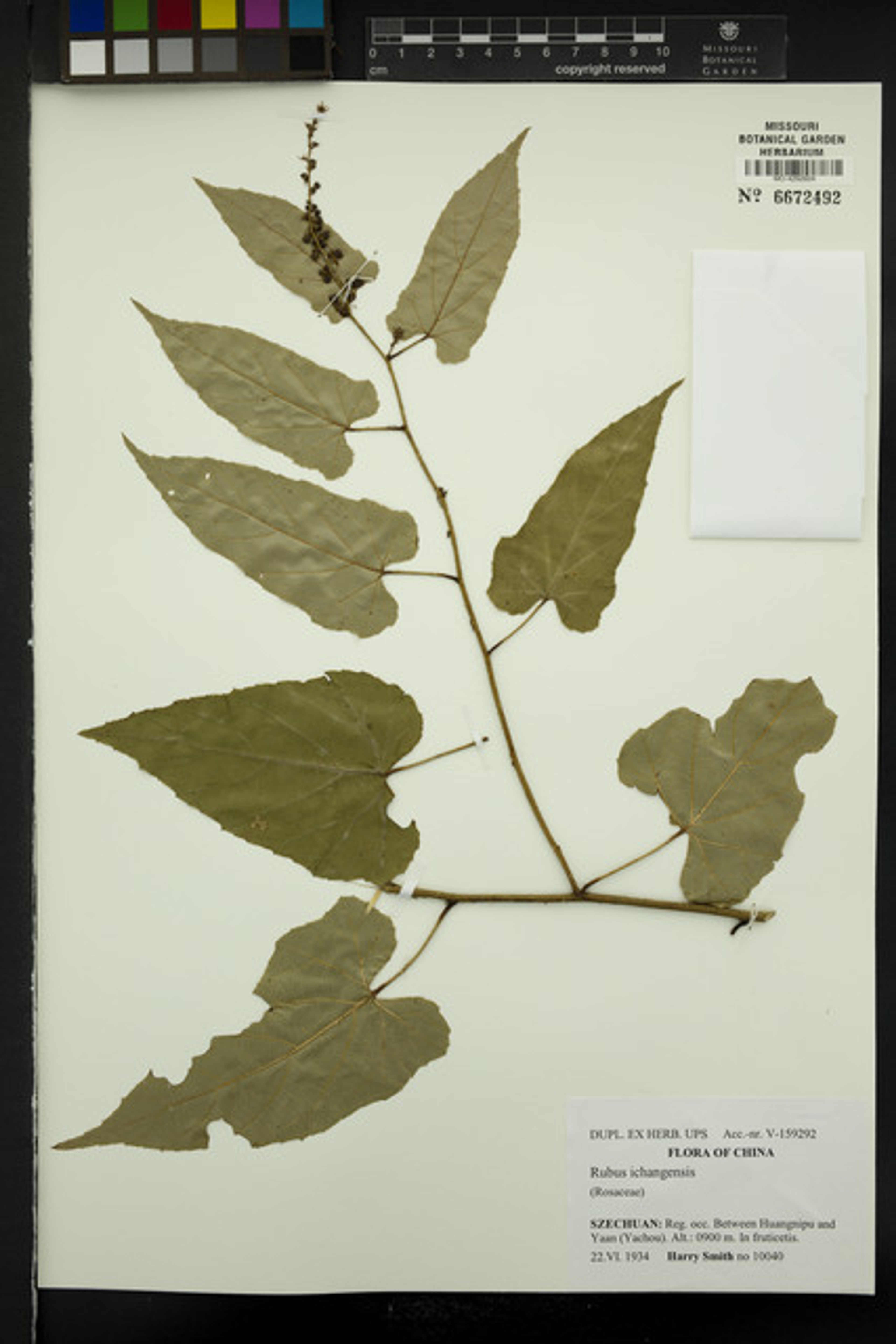 Rubus ichangensis - 66