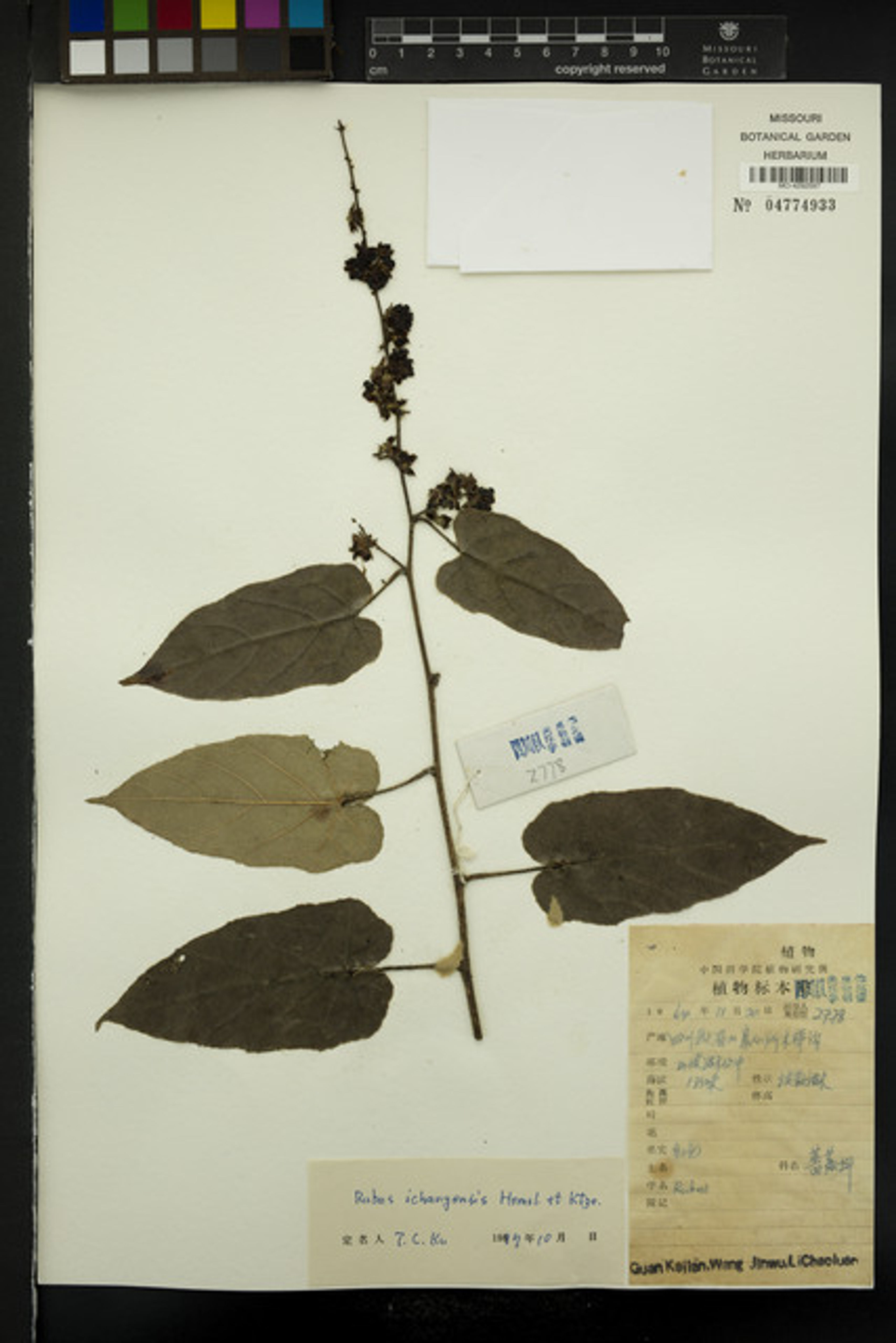 Rubus ichangensis - 62