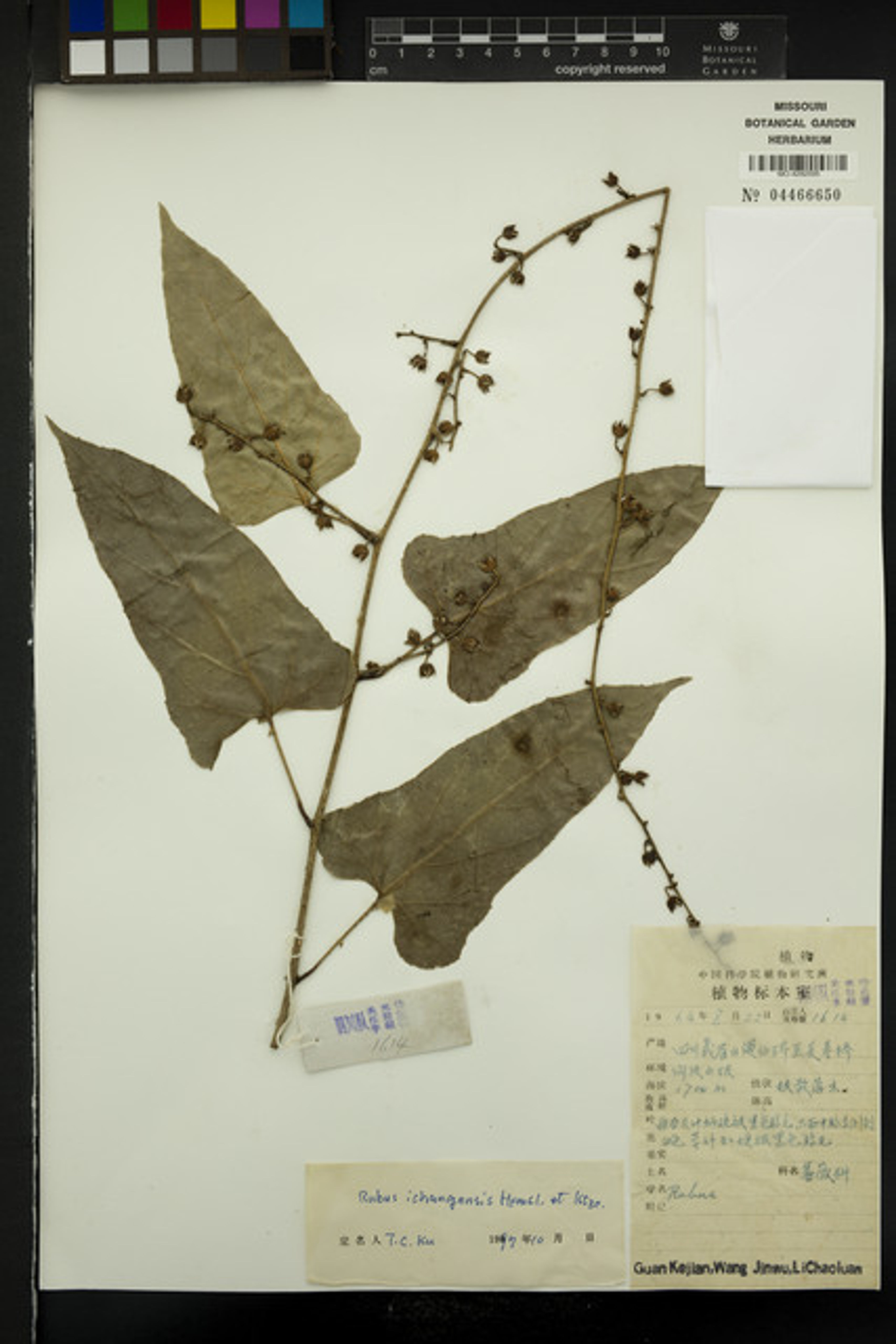 Rubus ichangensis - 65