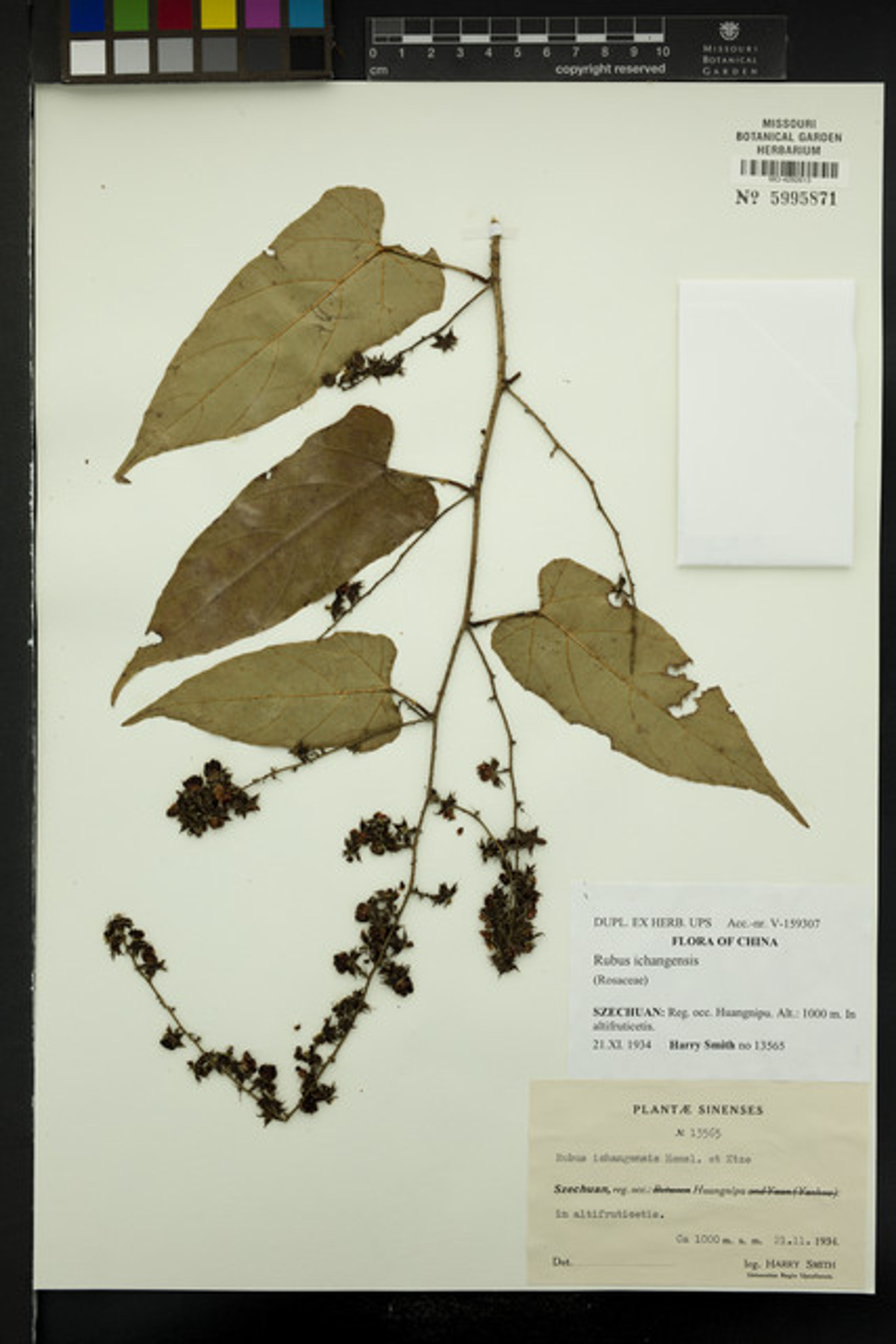 Rubus ichangensis - 30
