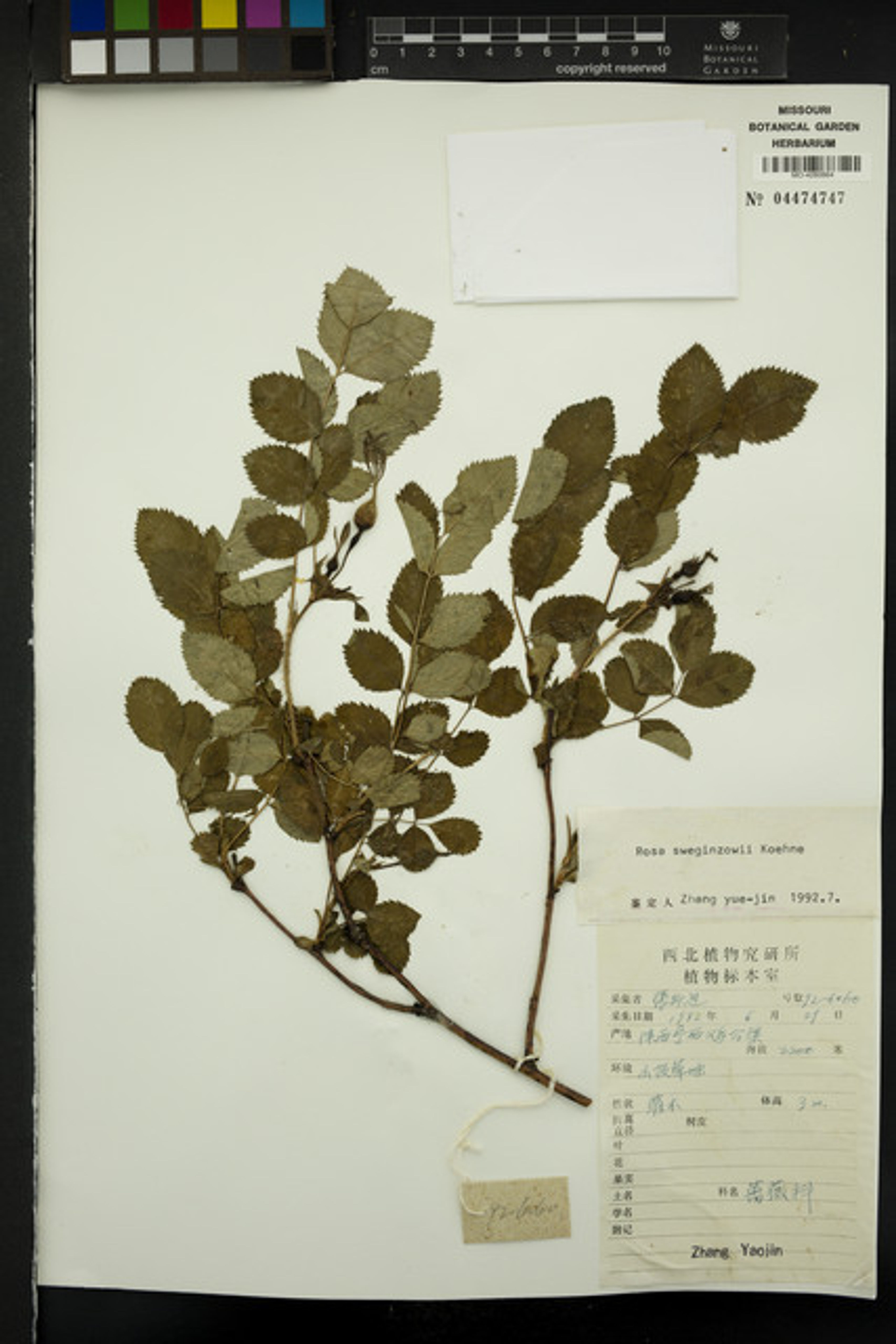 Rosa sweginzowii - 37