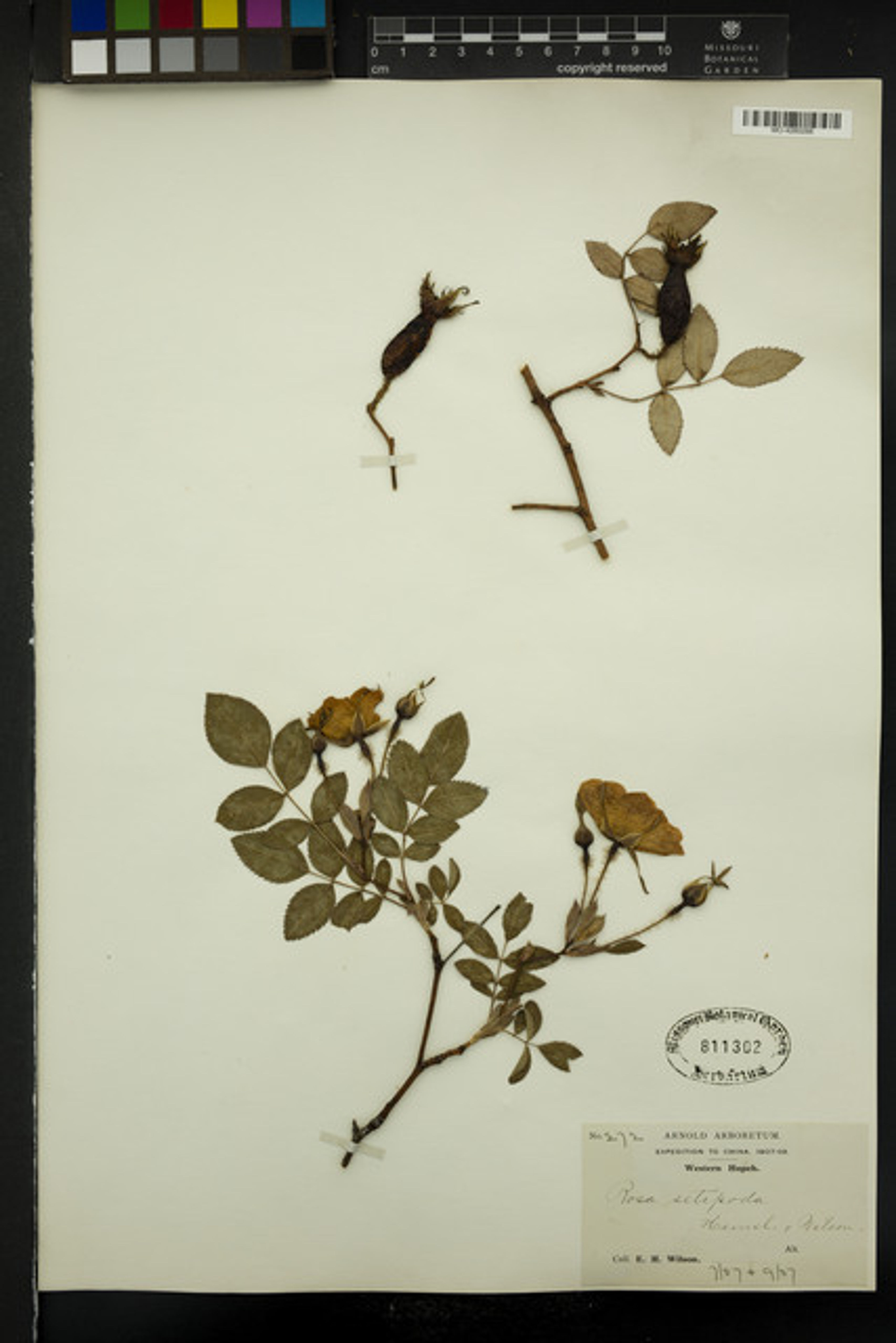 Rosa setipoda - 1