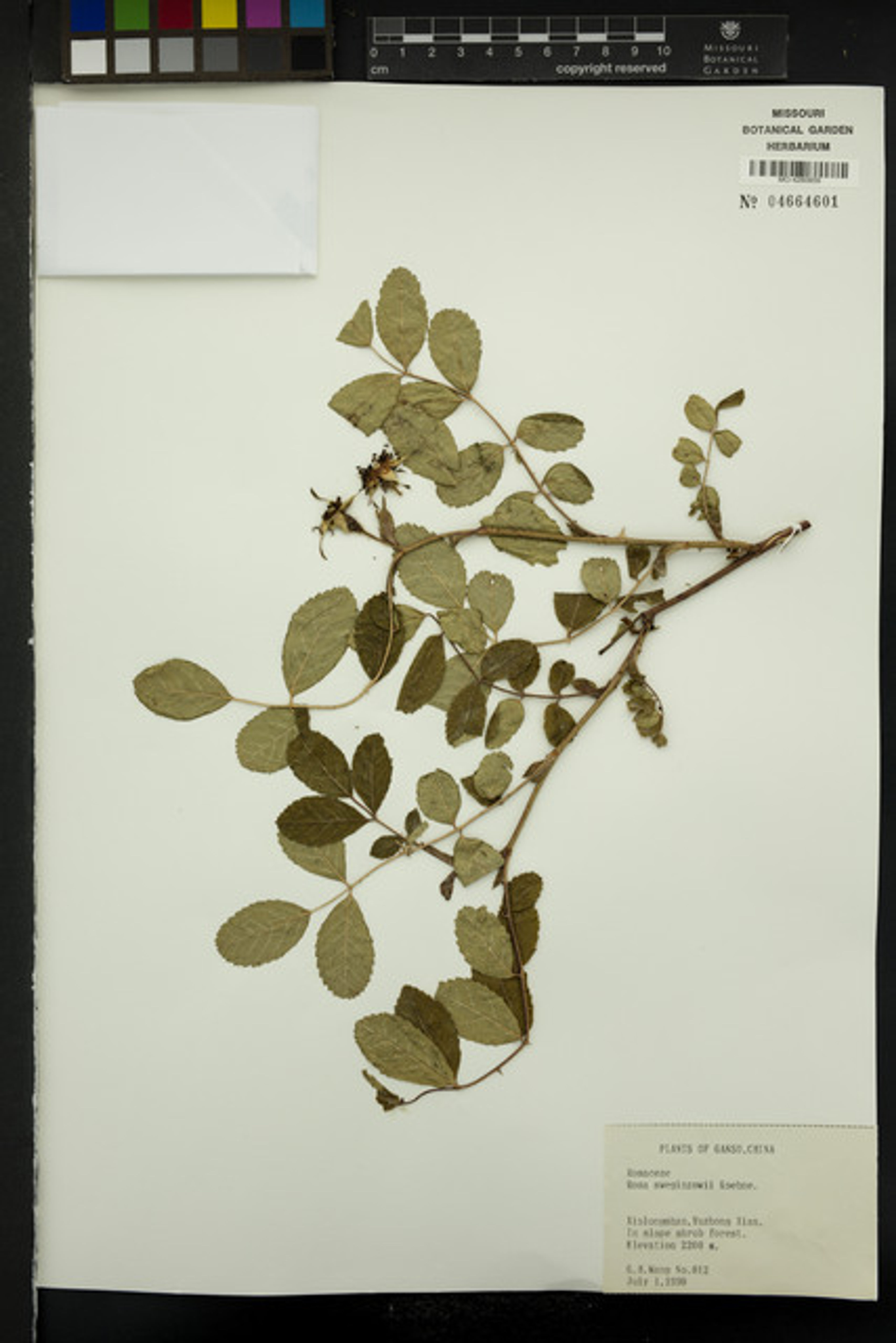 Rosa sweginzowii - 13