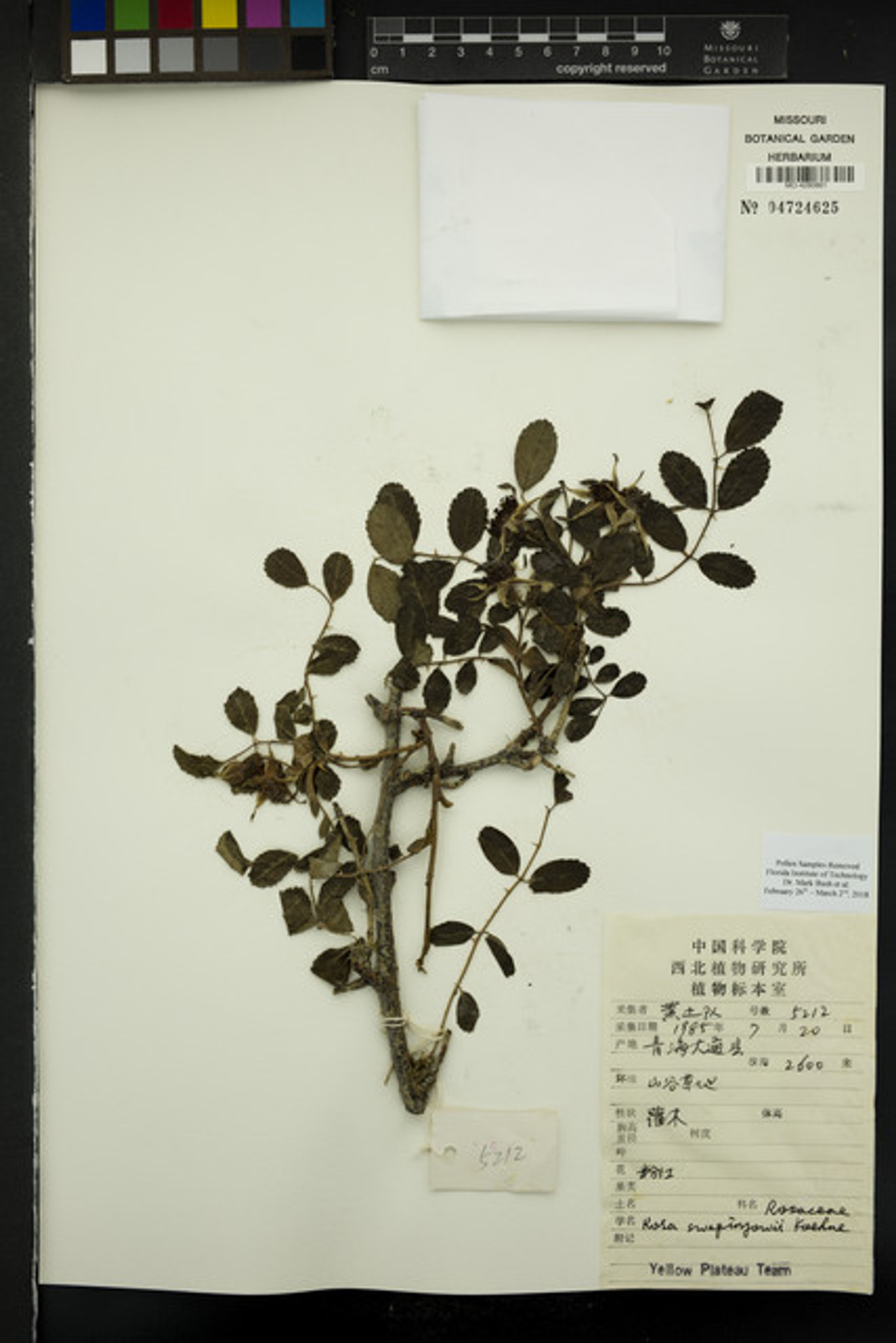 Rosa sweginzowii - 41