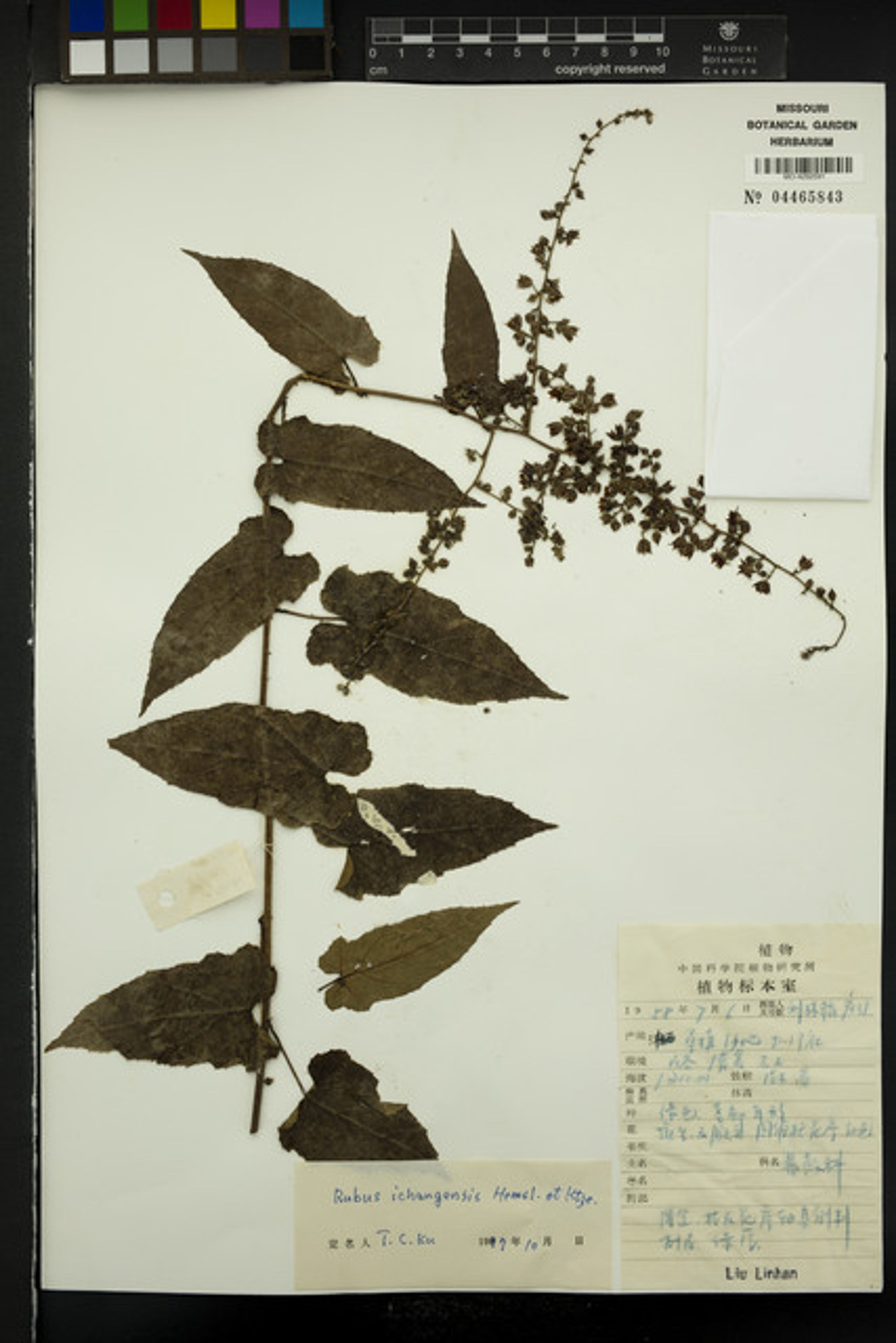 Rubus ichangensis - 42