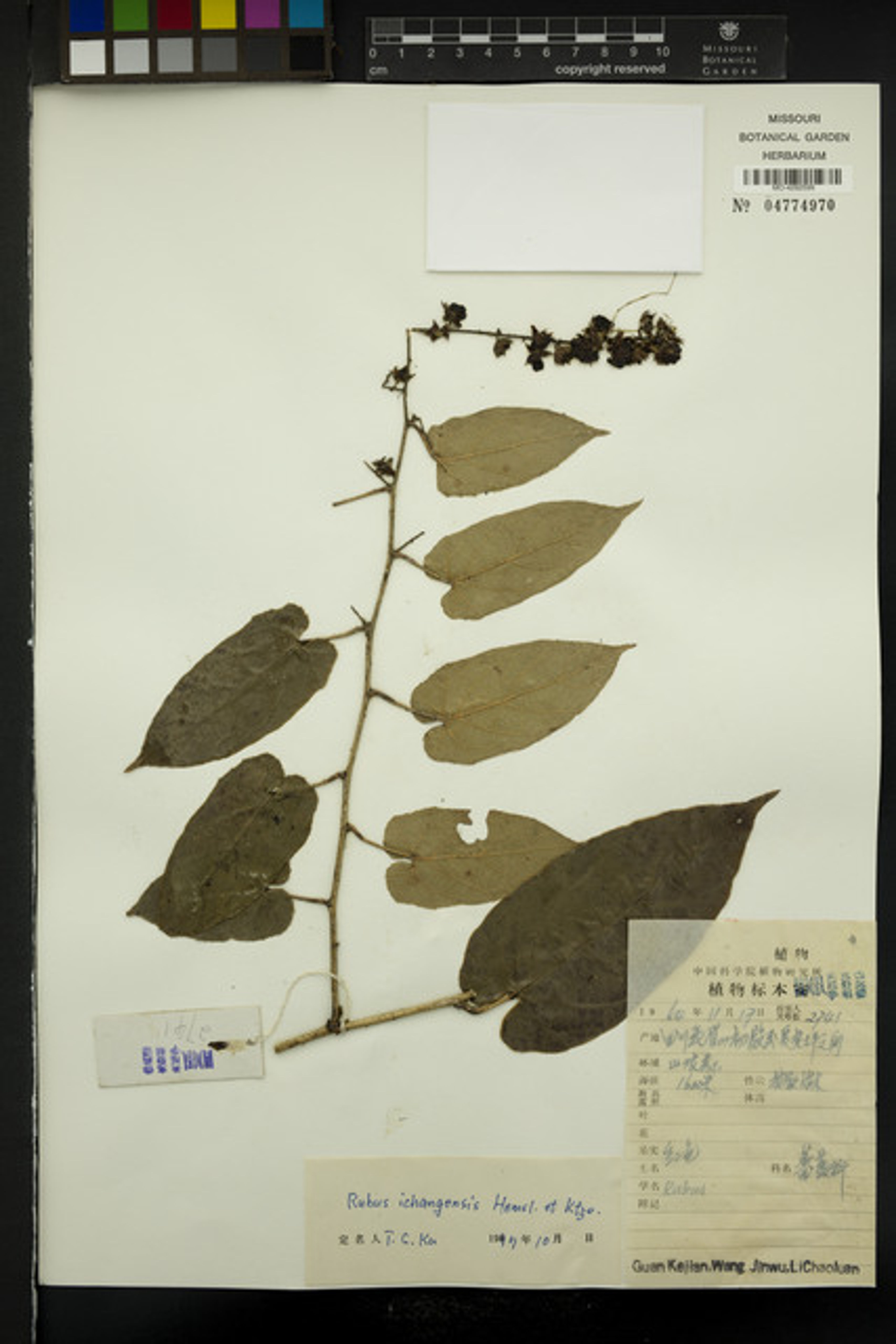 Rubus ichangensis - 14
