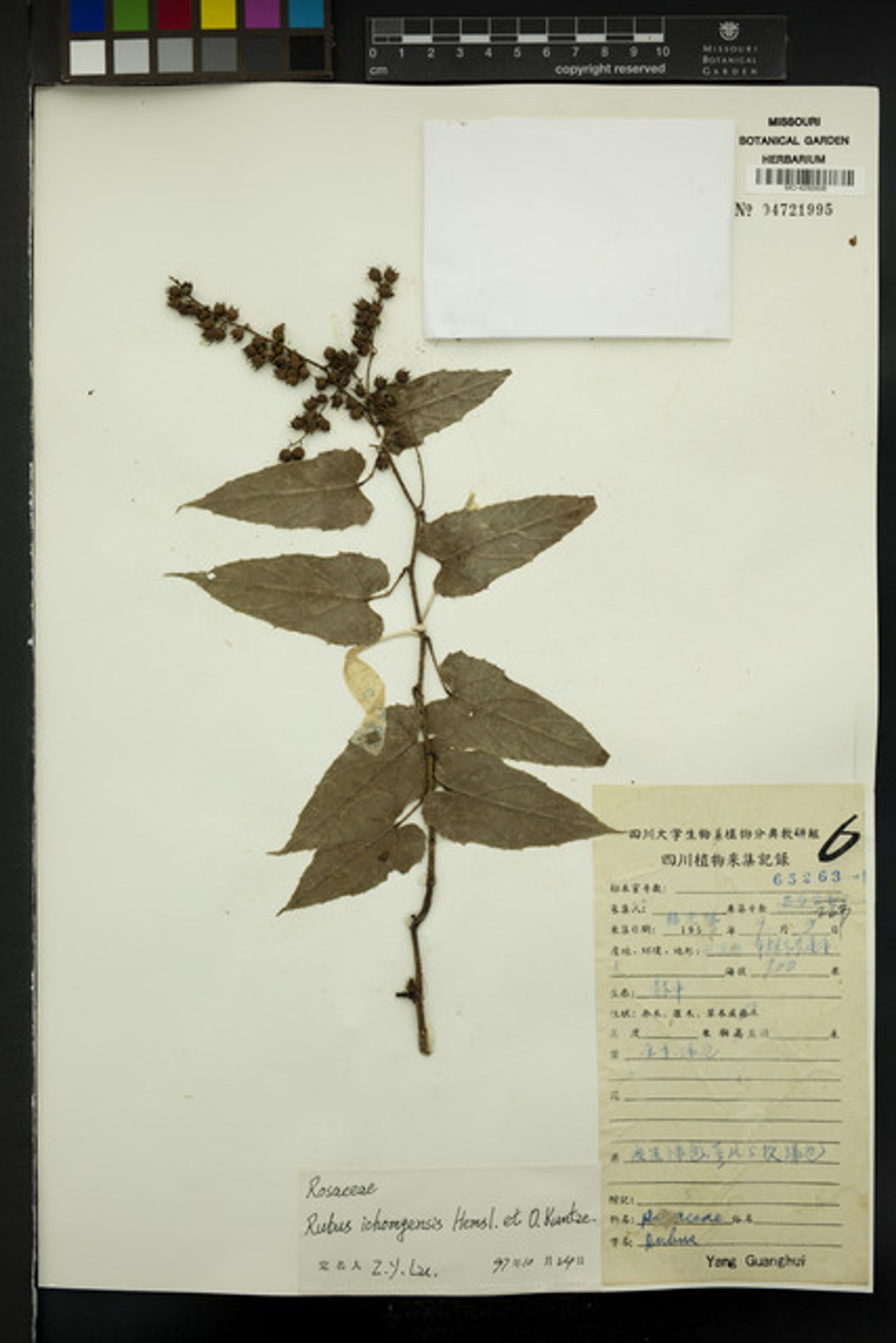 Rubus ichangensis - 40