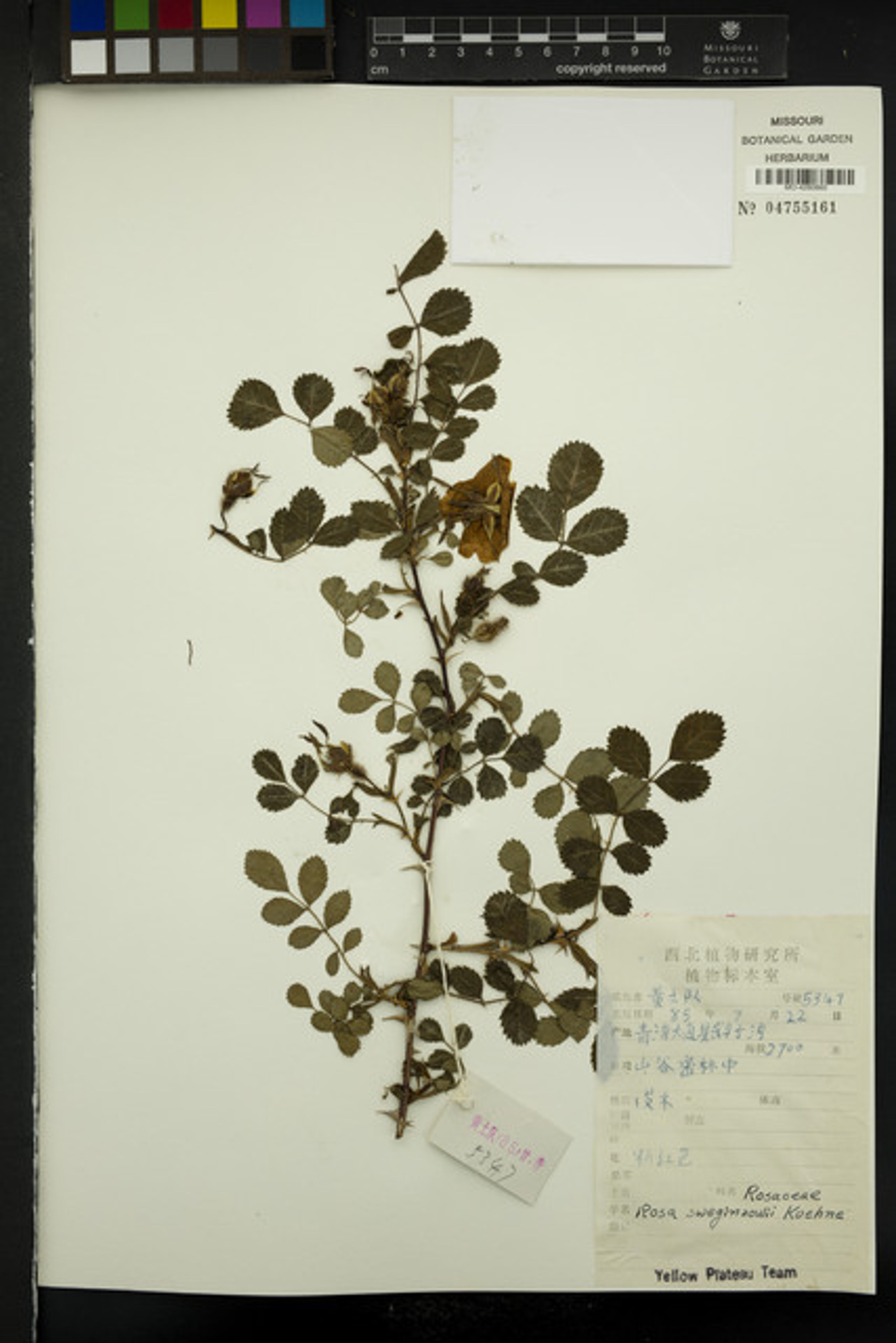 Rosa sweginzowii - 16