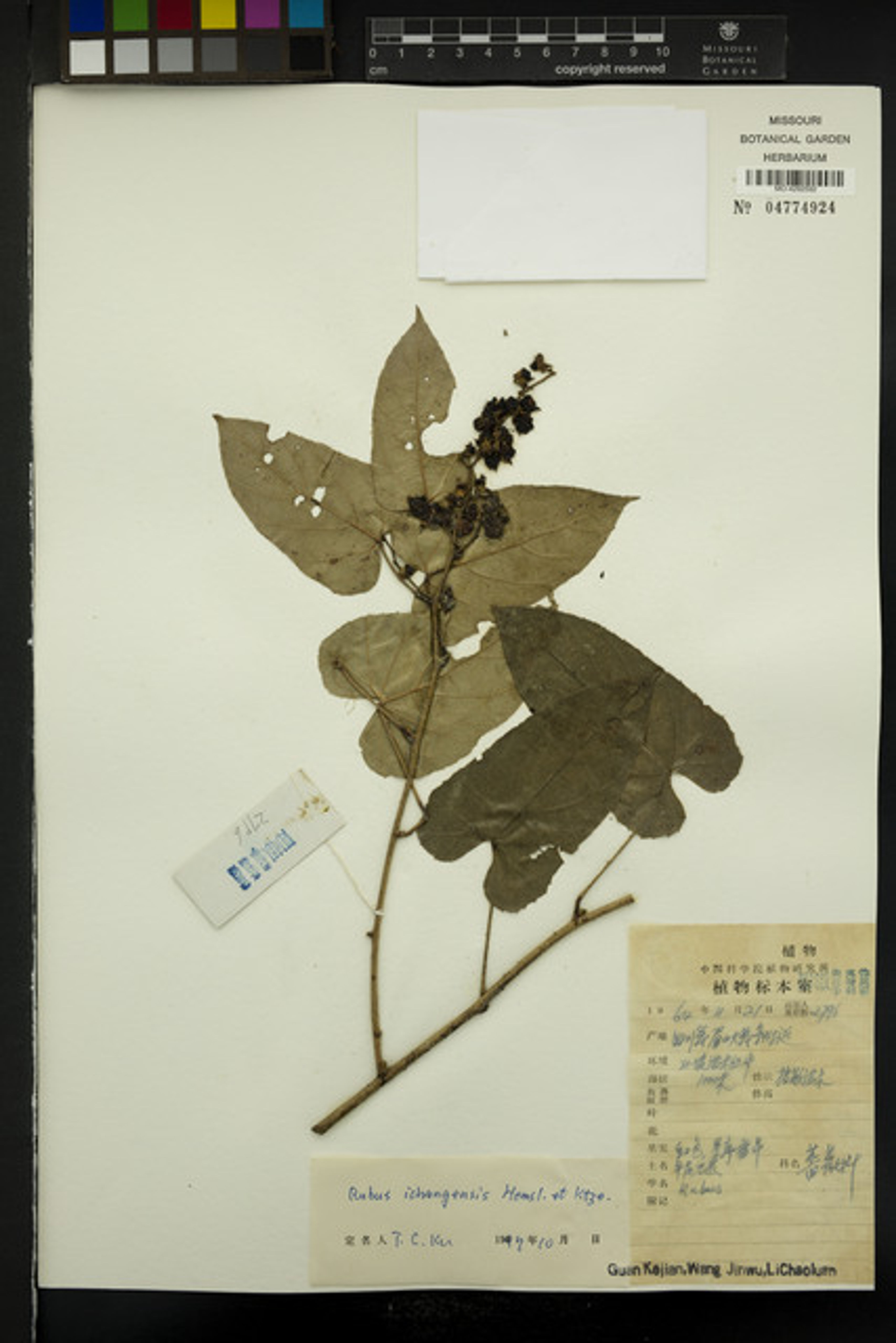 Rubus ichangensis - 5