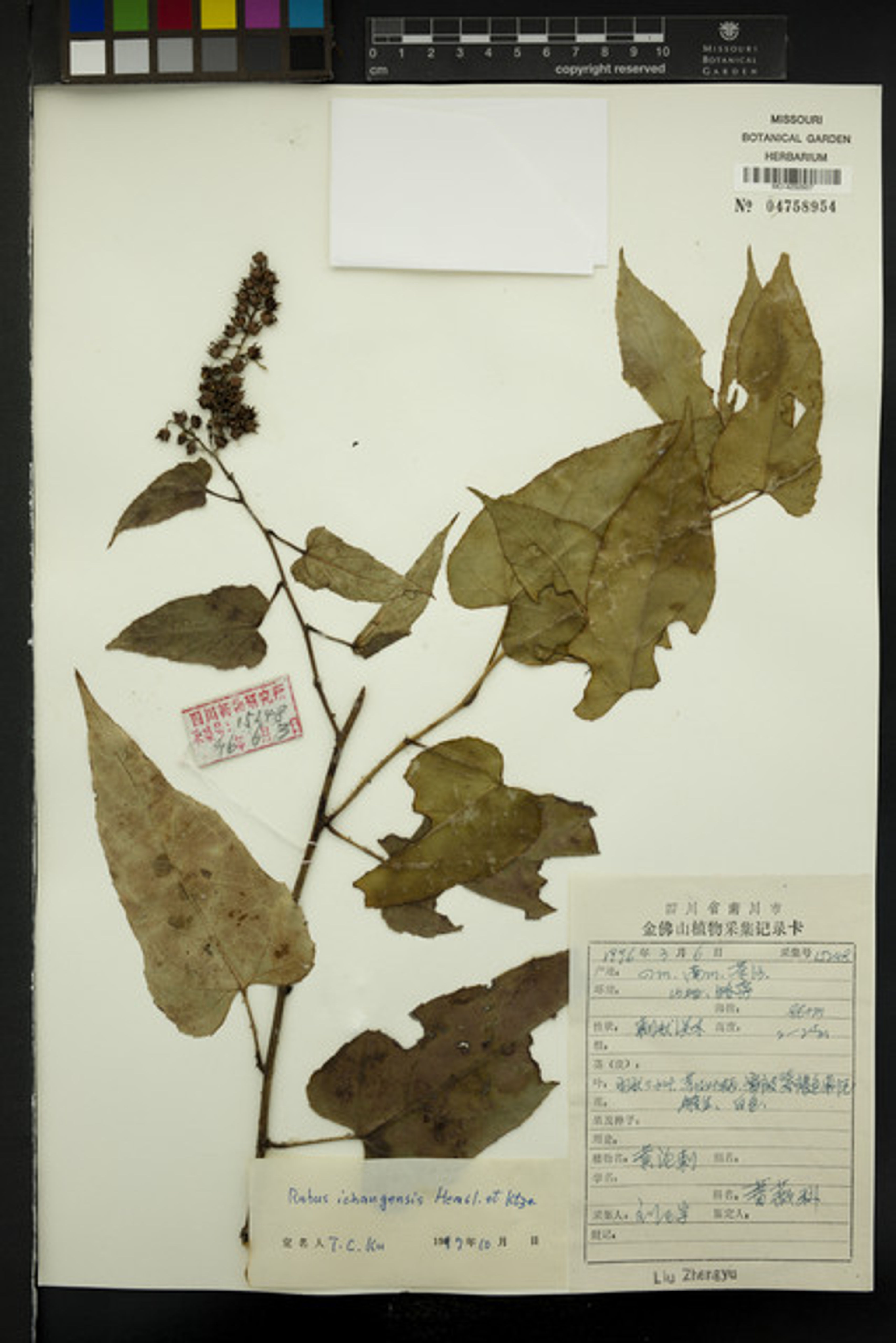 Rubus ichangensis - 11
