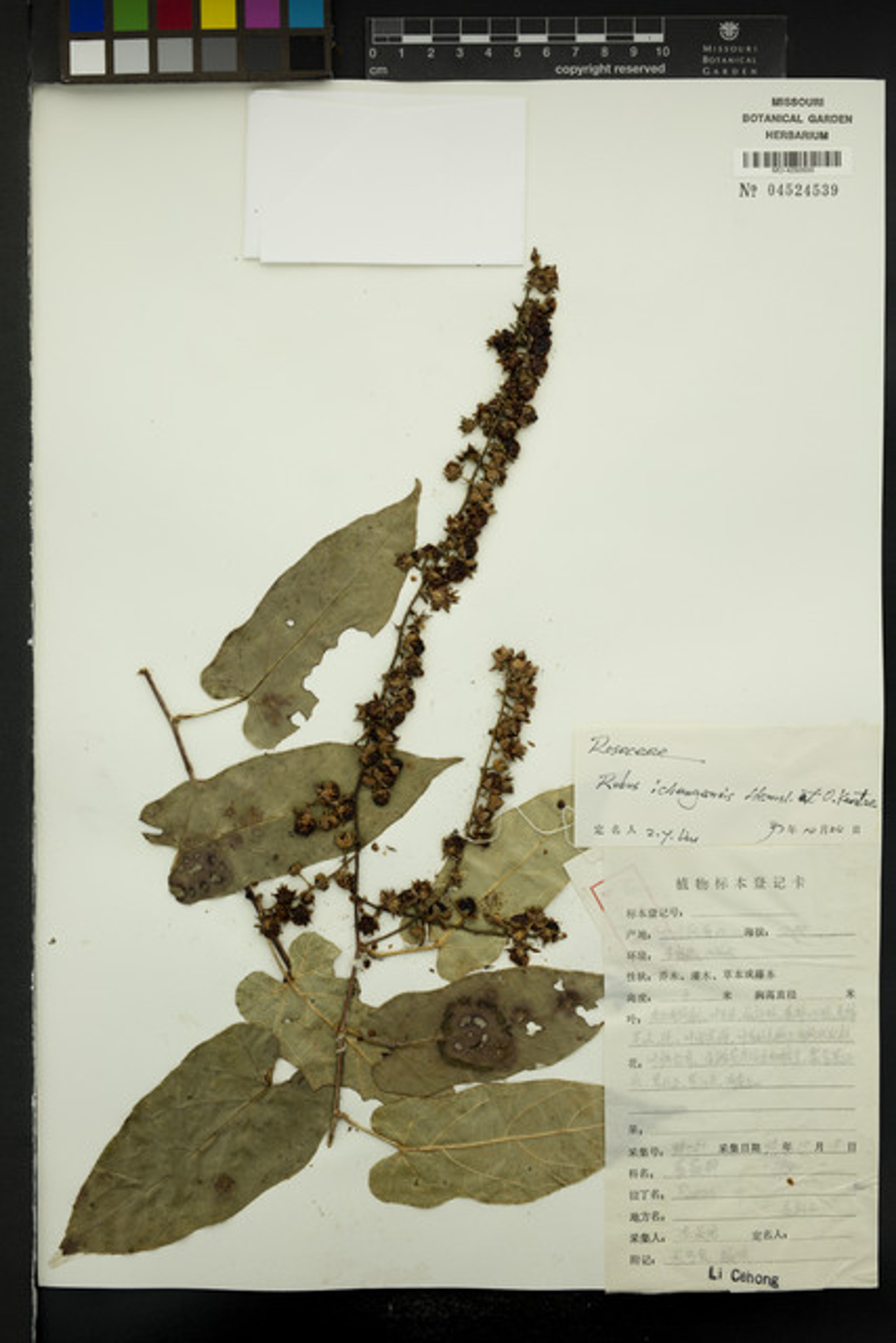 Rubus ichangensis - 32