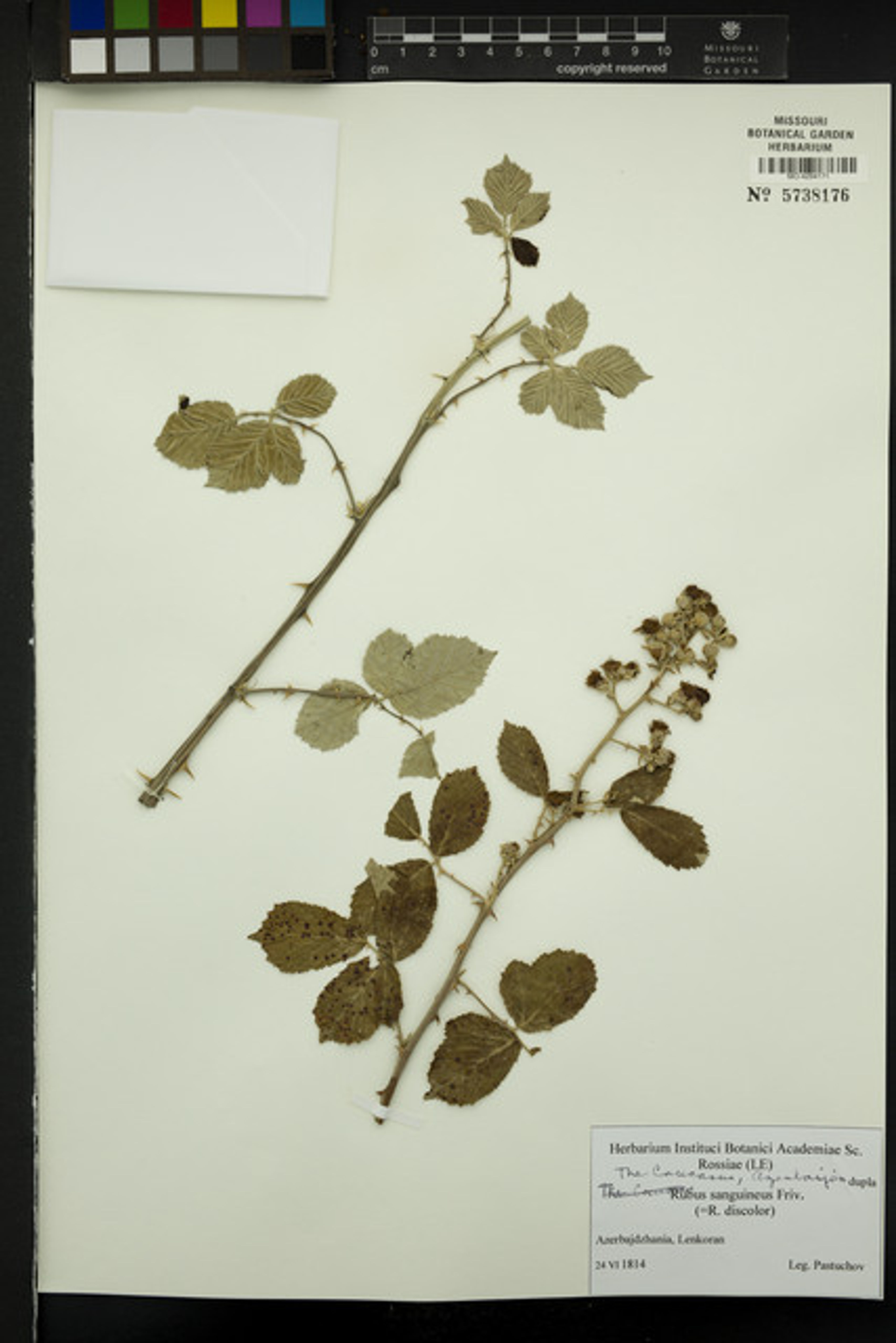Rubus sanguineus - 11