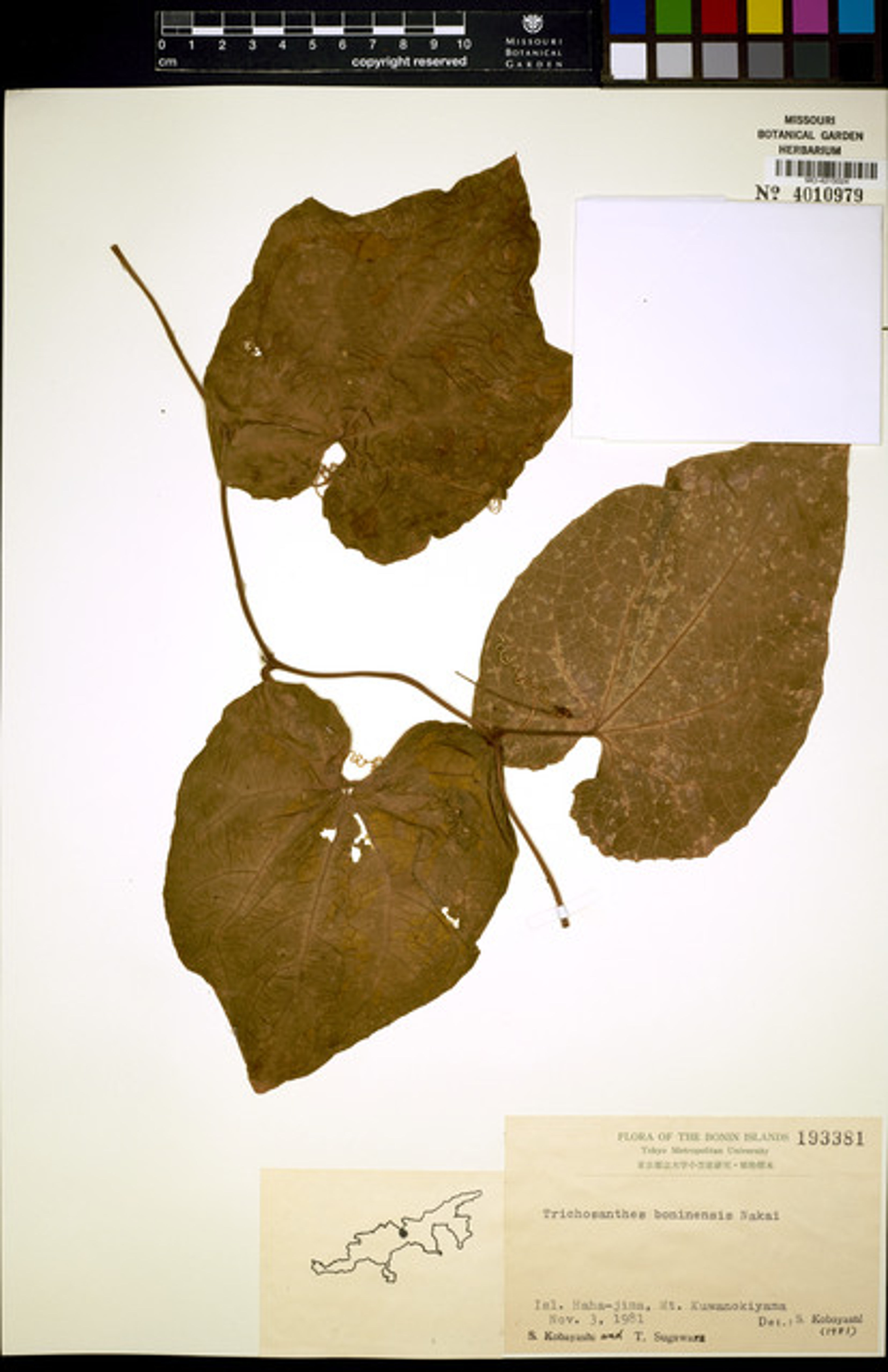 Trichosanthes ovigera - 47