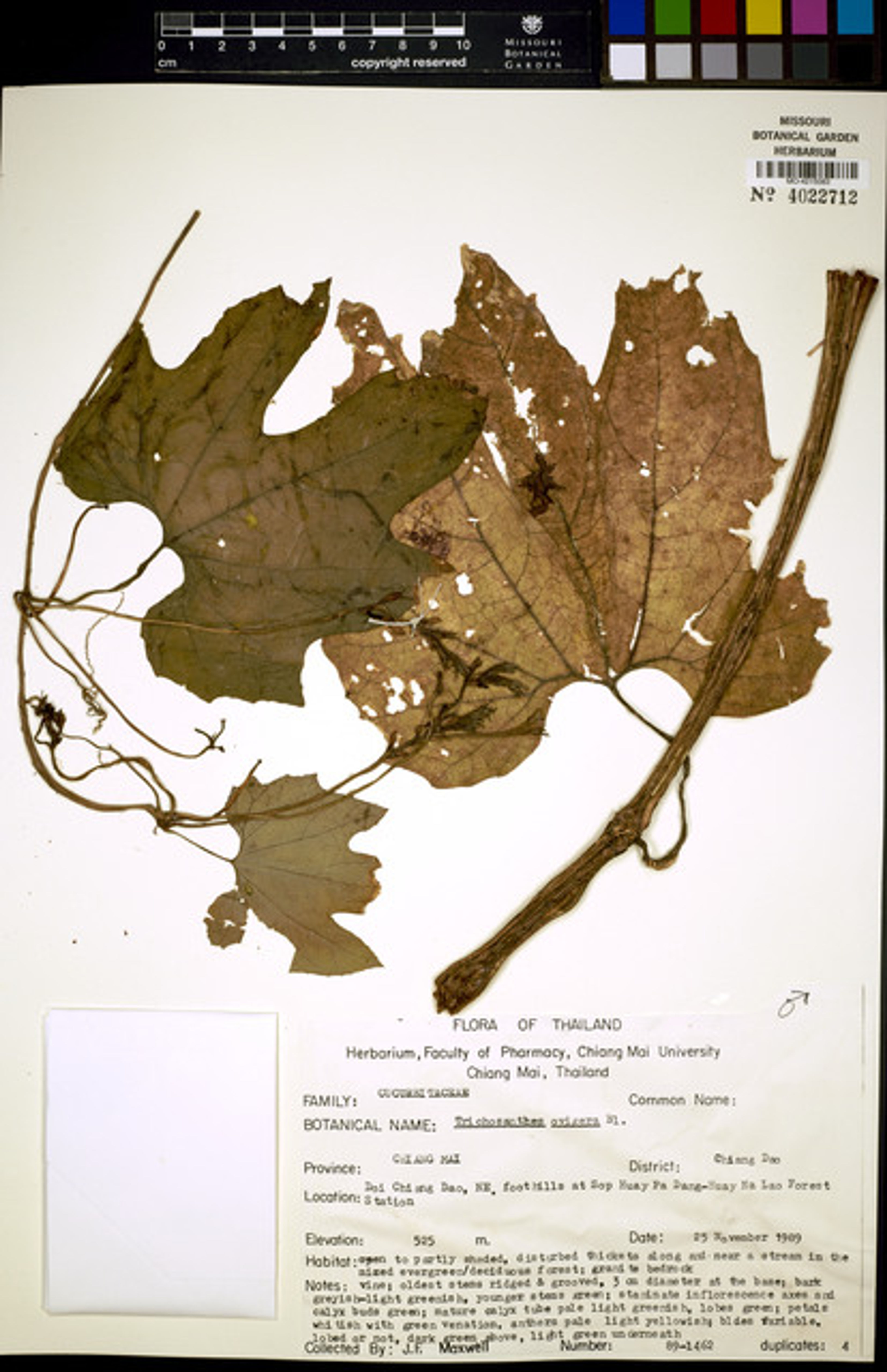 Trichosanthes ovigera - 37
