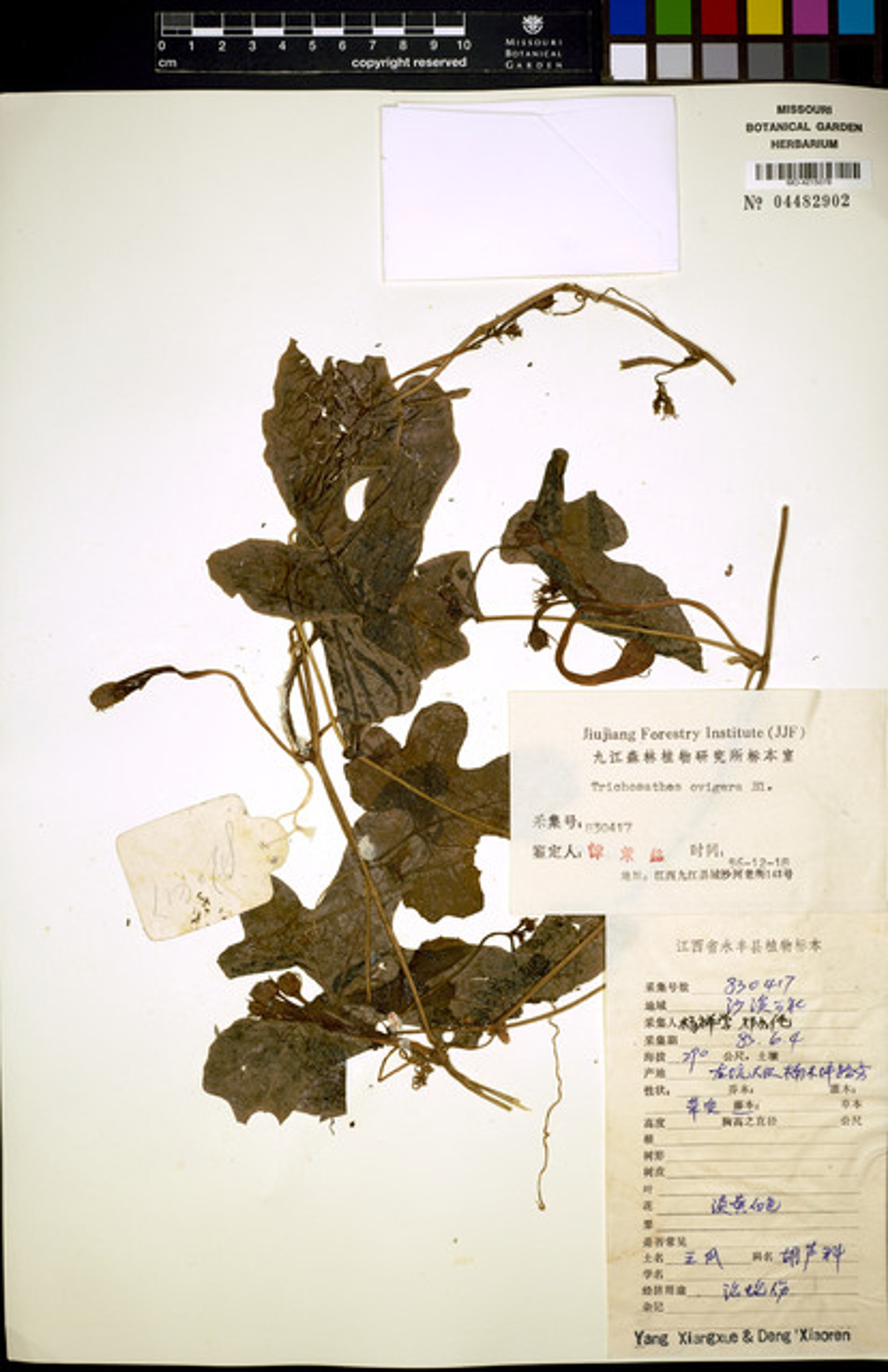 Trichosanthes ovigera - 8