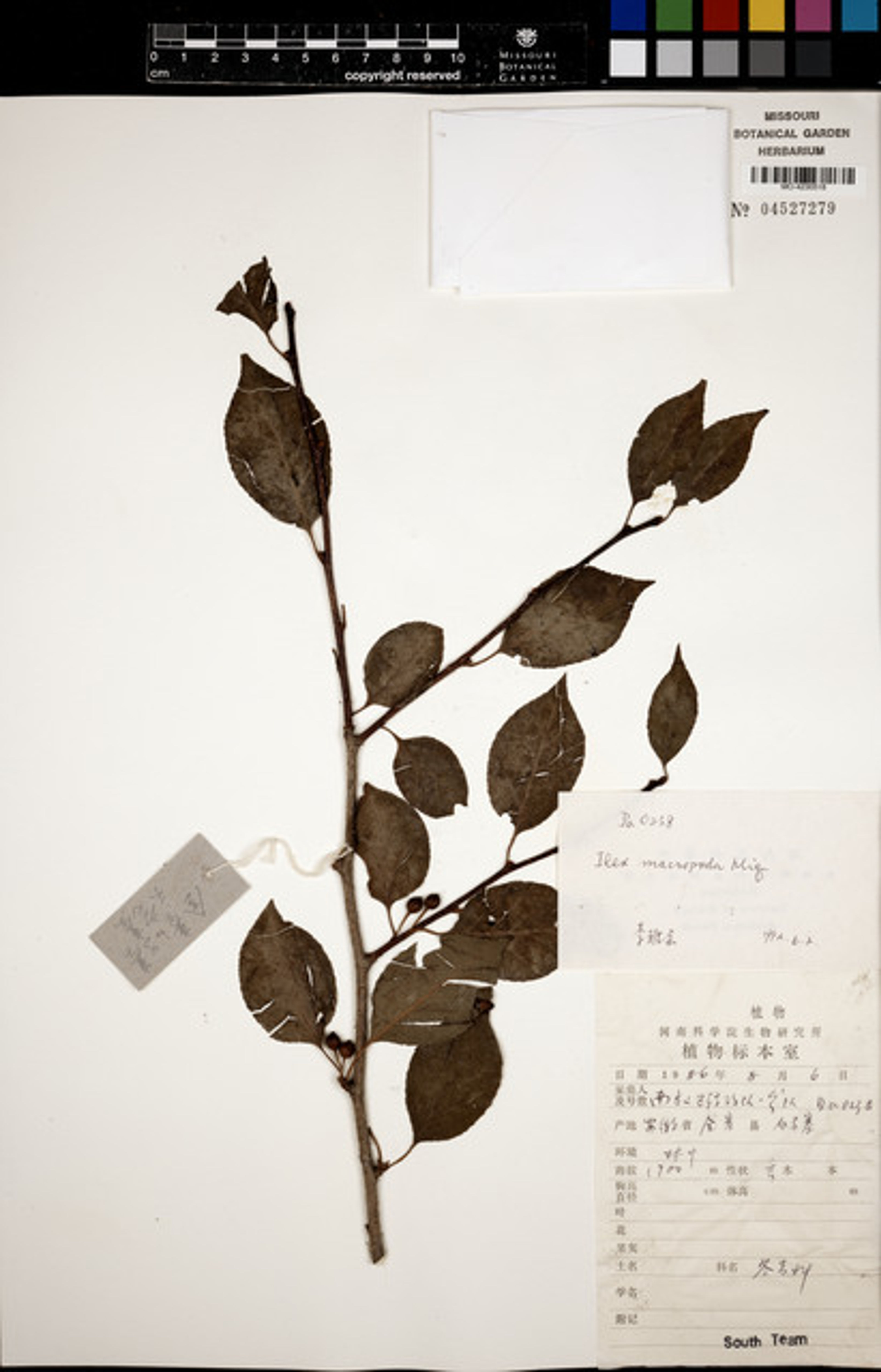Ilex macropoda - 63