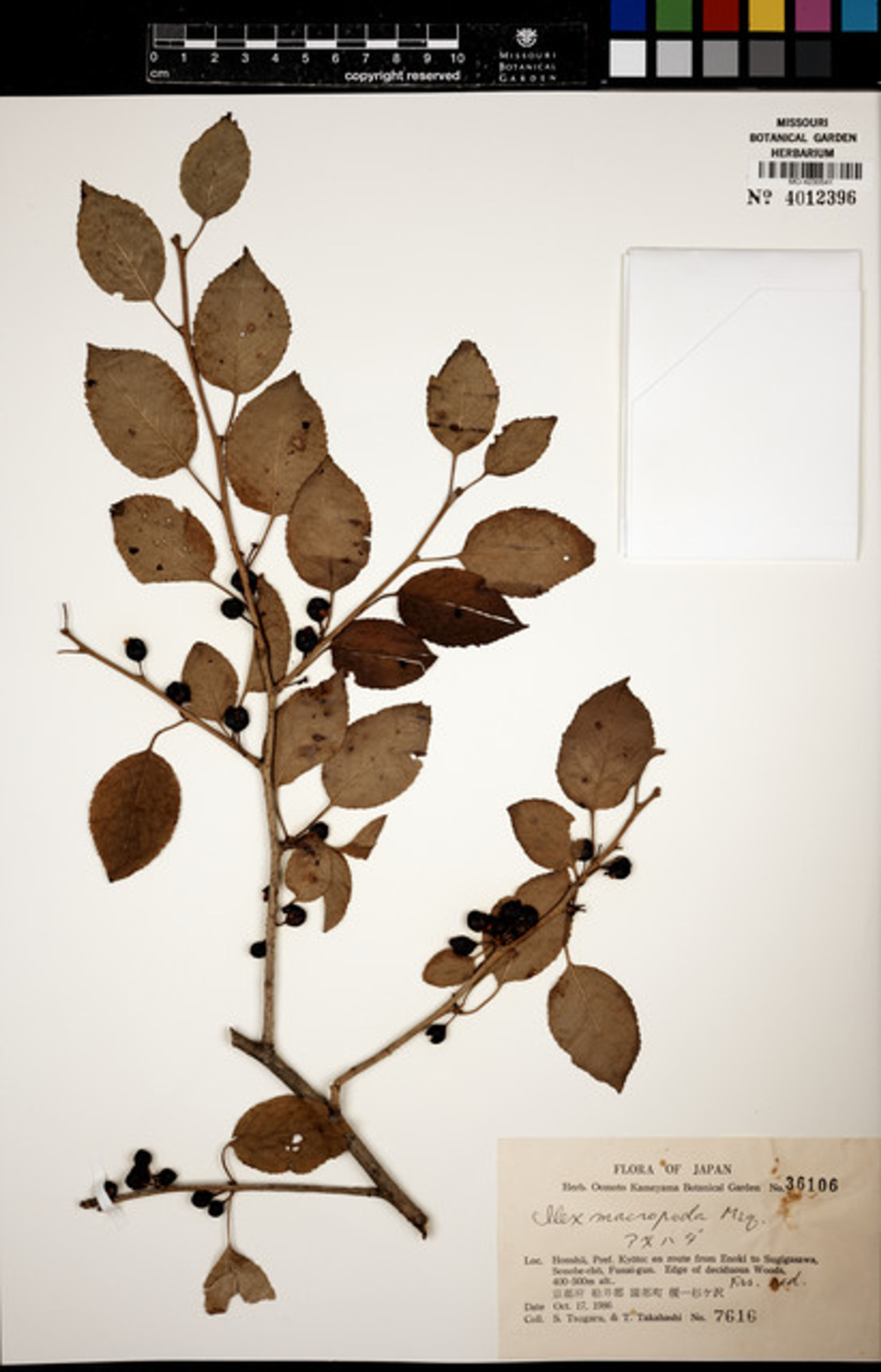 Ilex macropoda - 33
