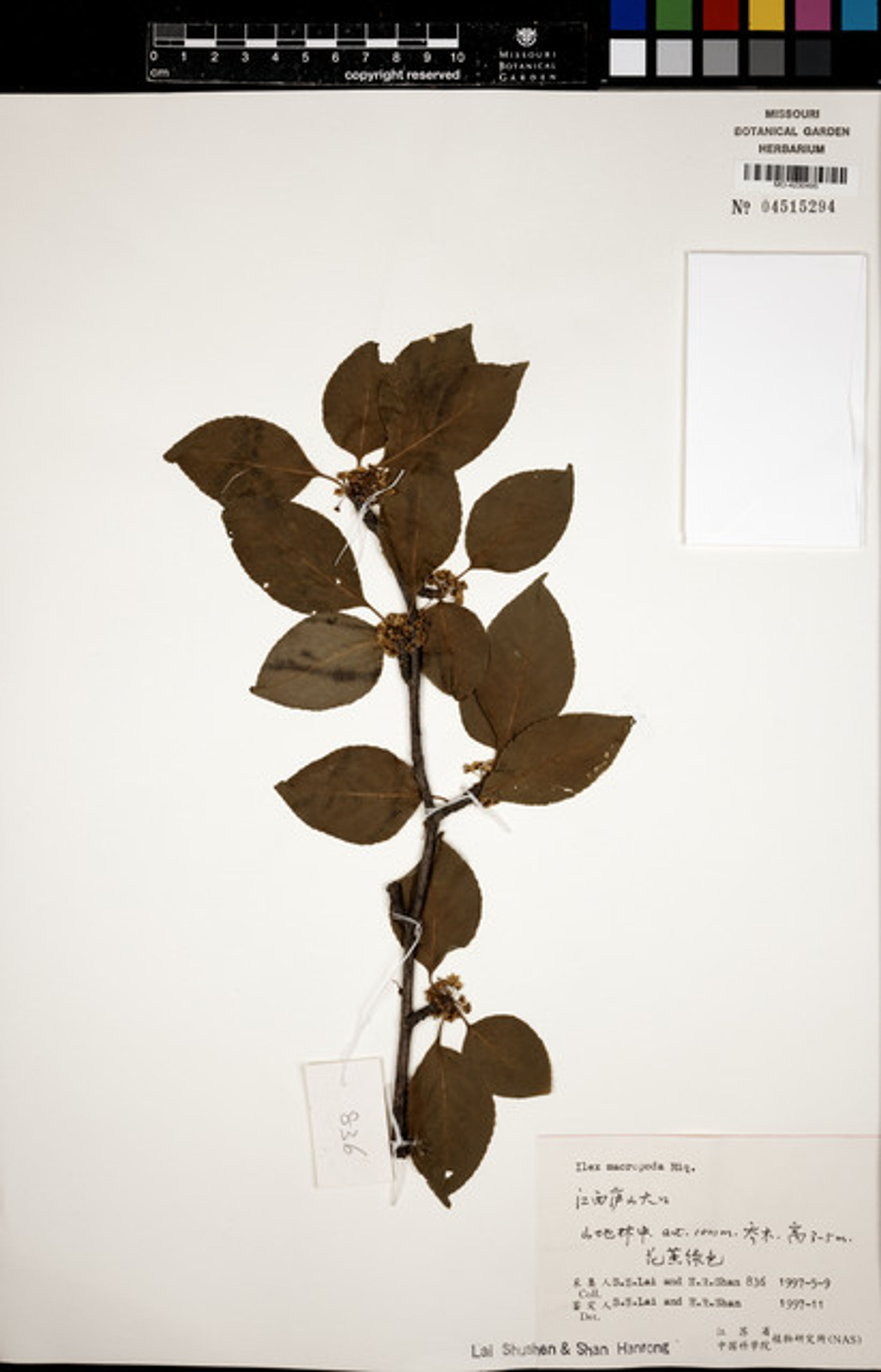 Ilex macropoda - 100