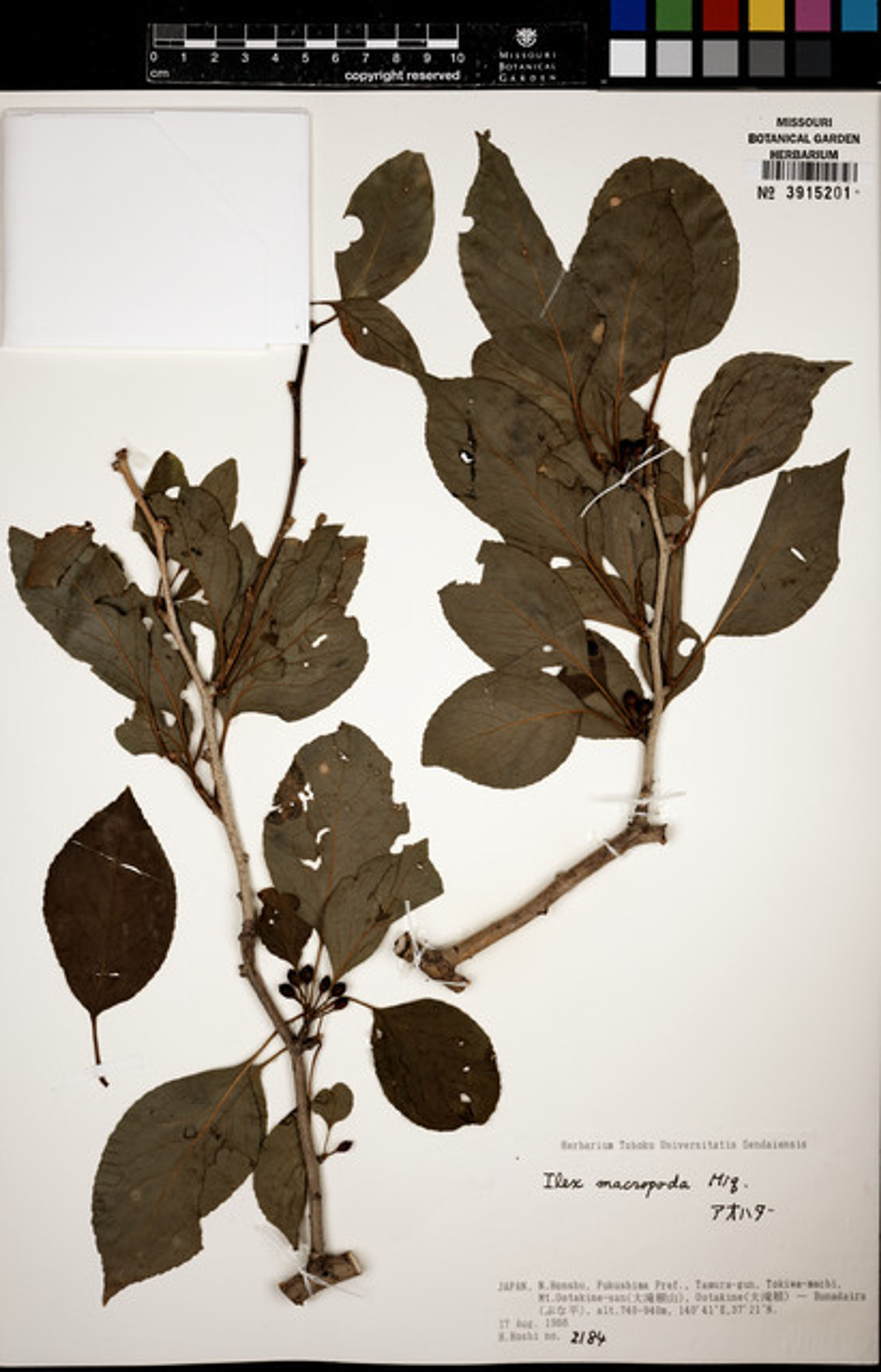 Ilex macropoda - 94