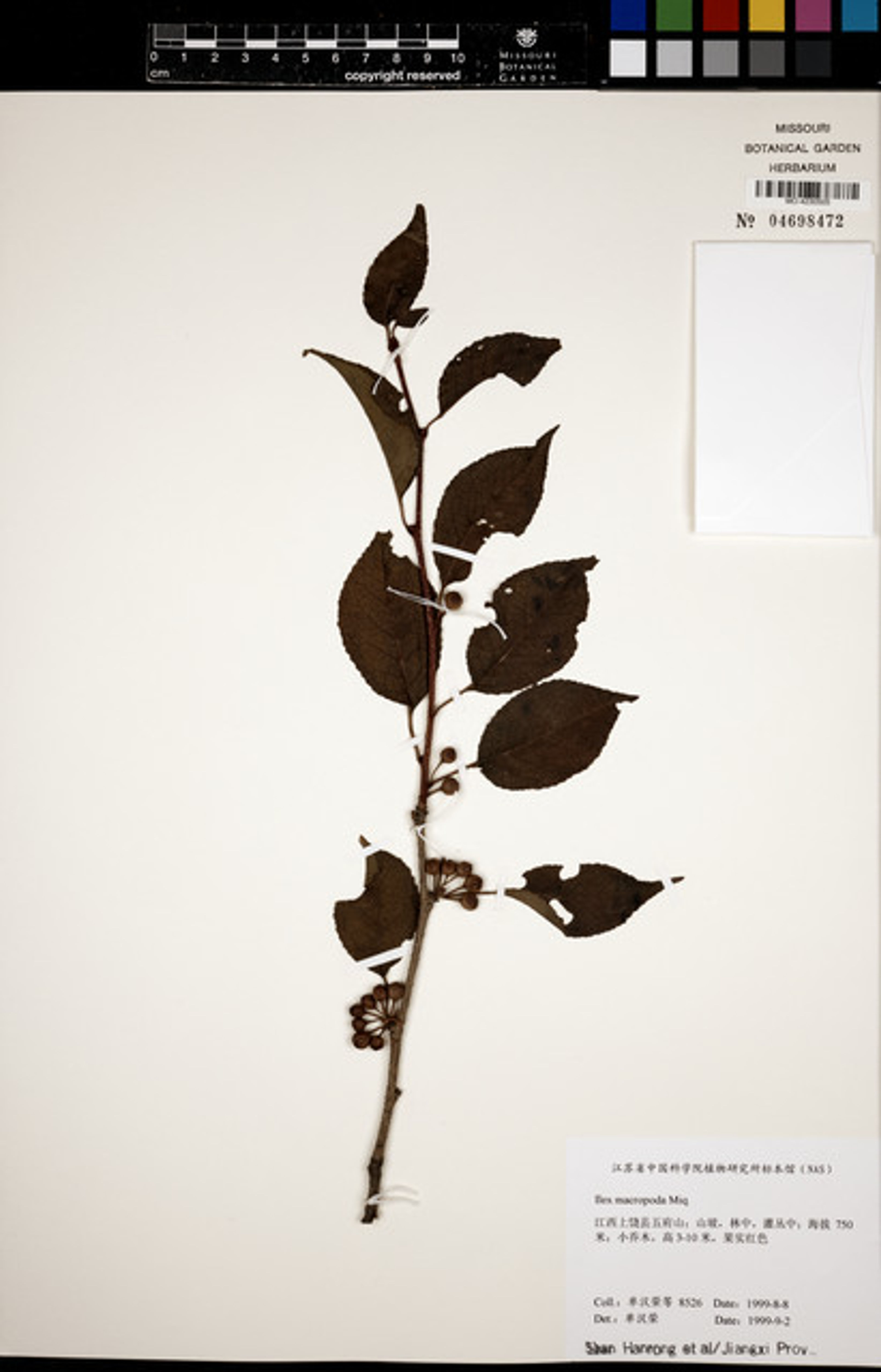 Ilex macropoda - 83