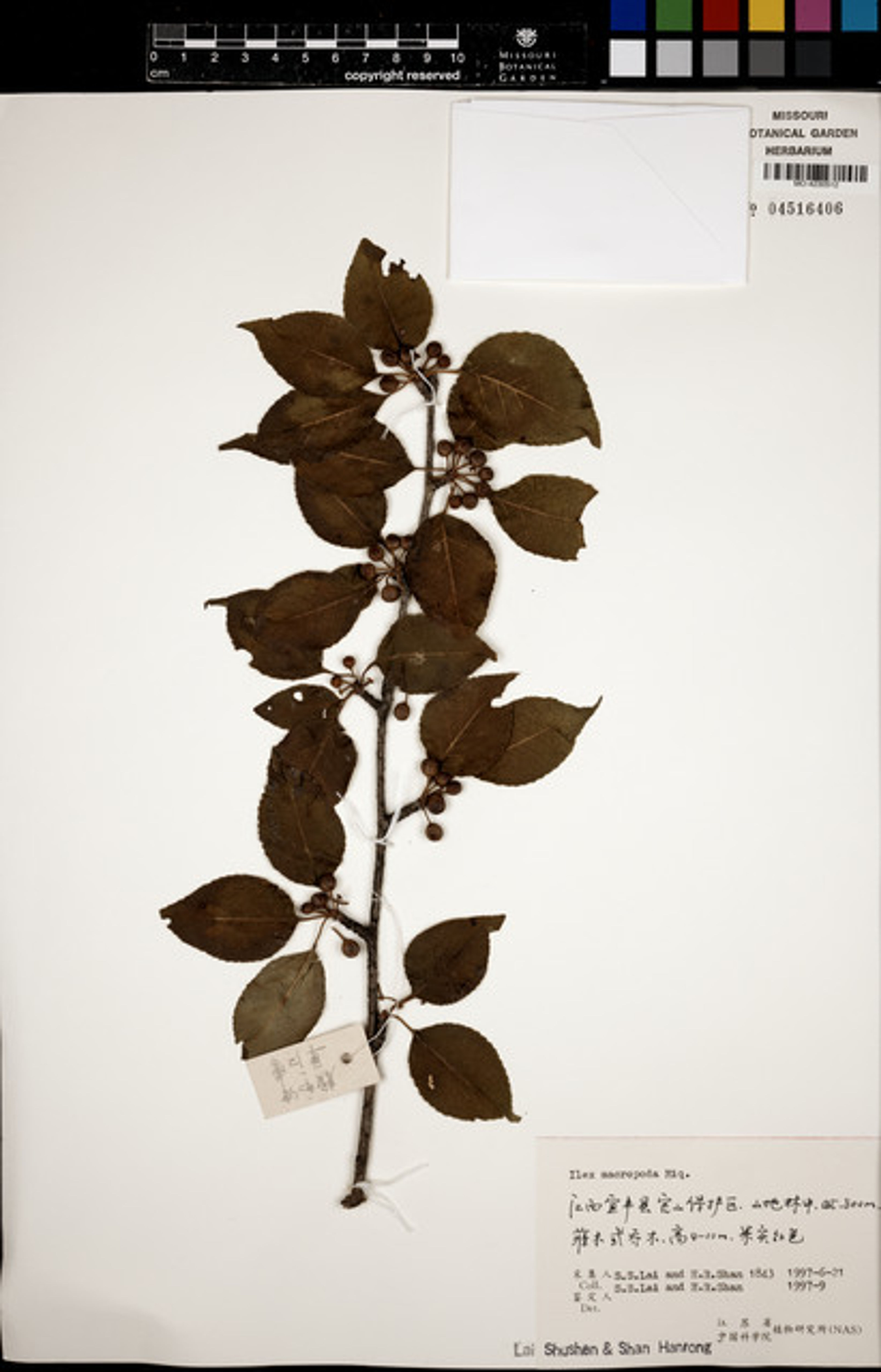 Ilex macropoda - 28