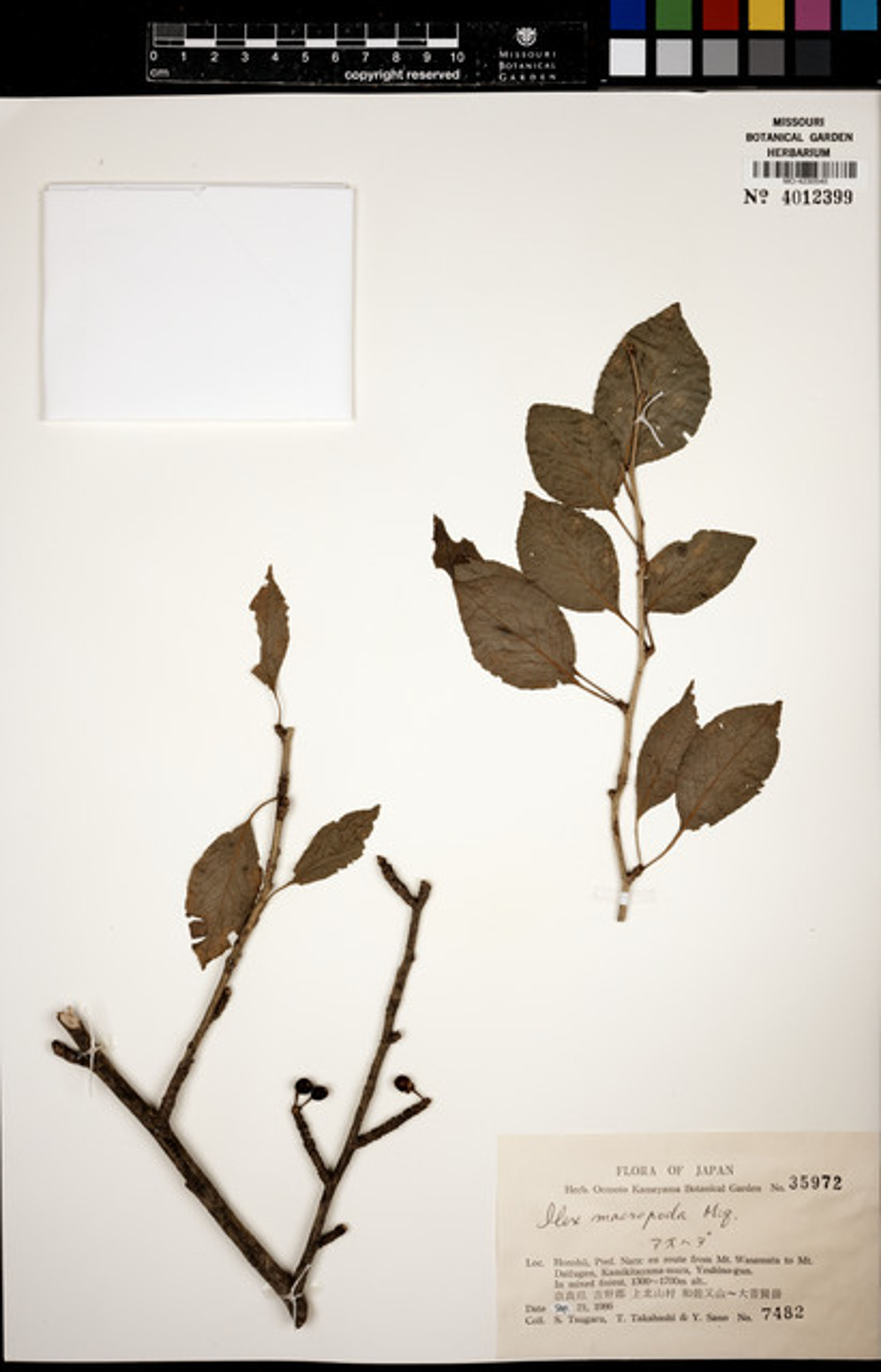 Ilex macropoda - 48