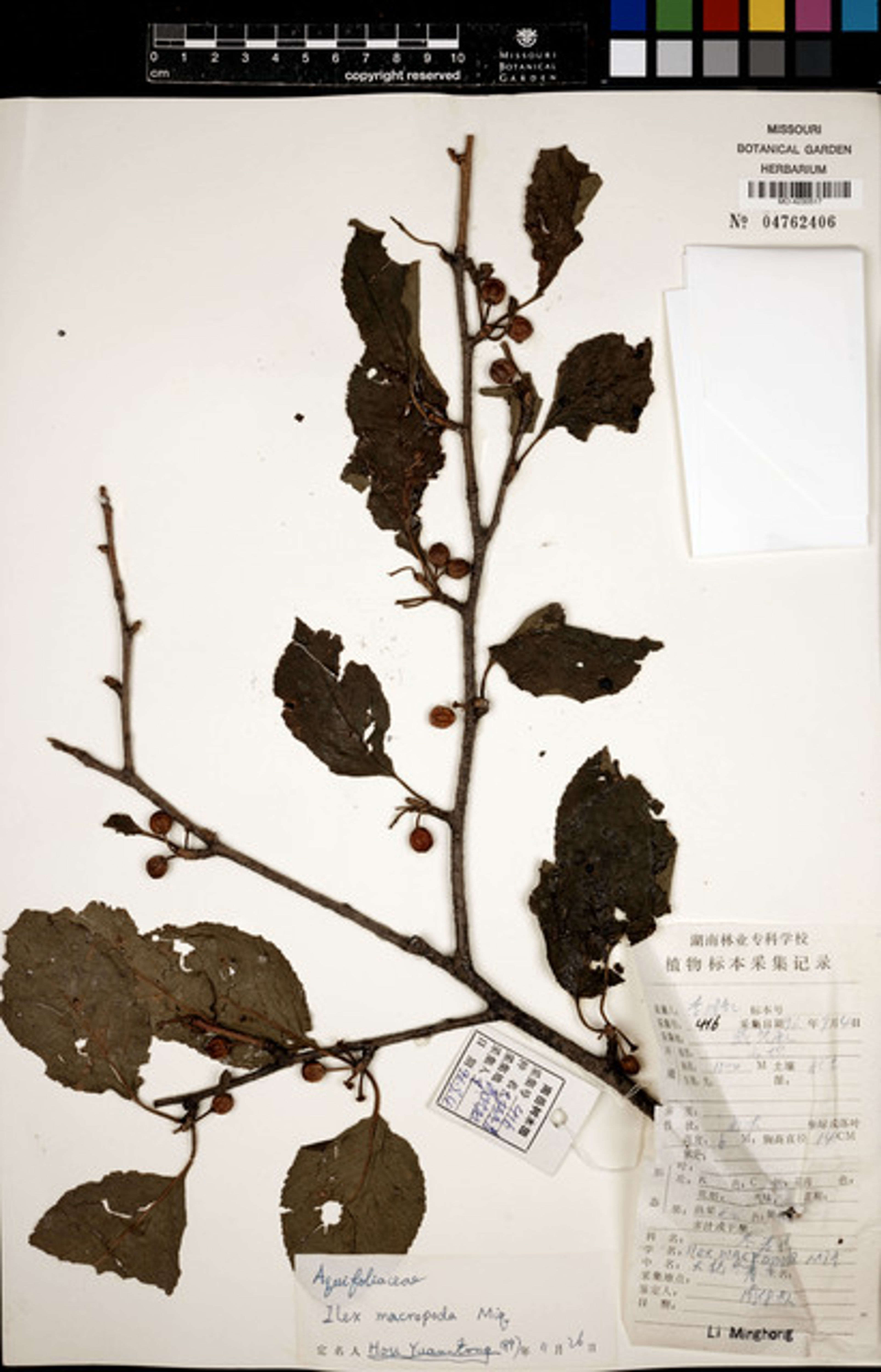 Ilex macropoda - 46