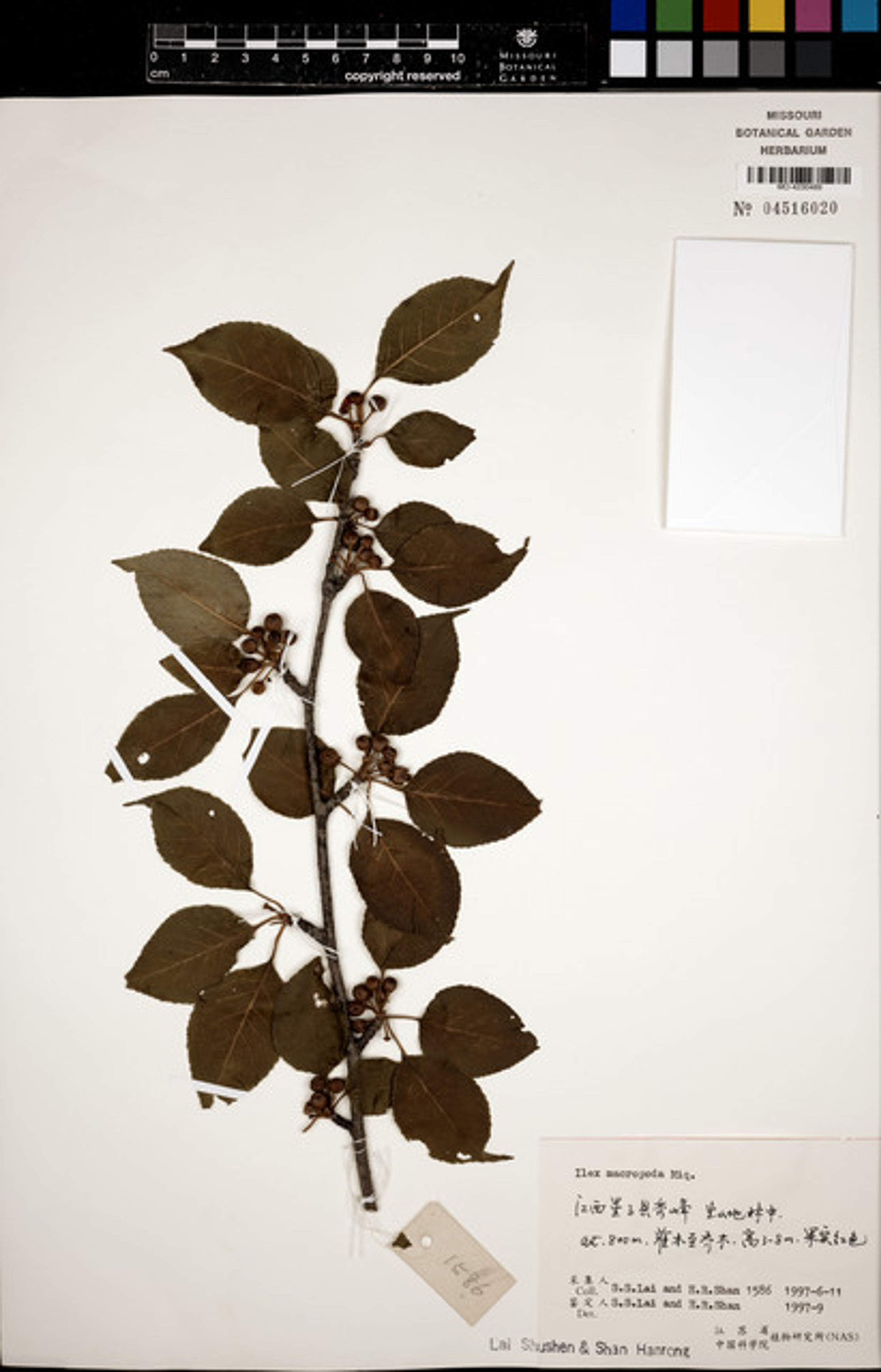 Ilex macropoda - 78