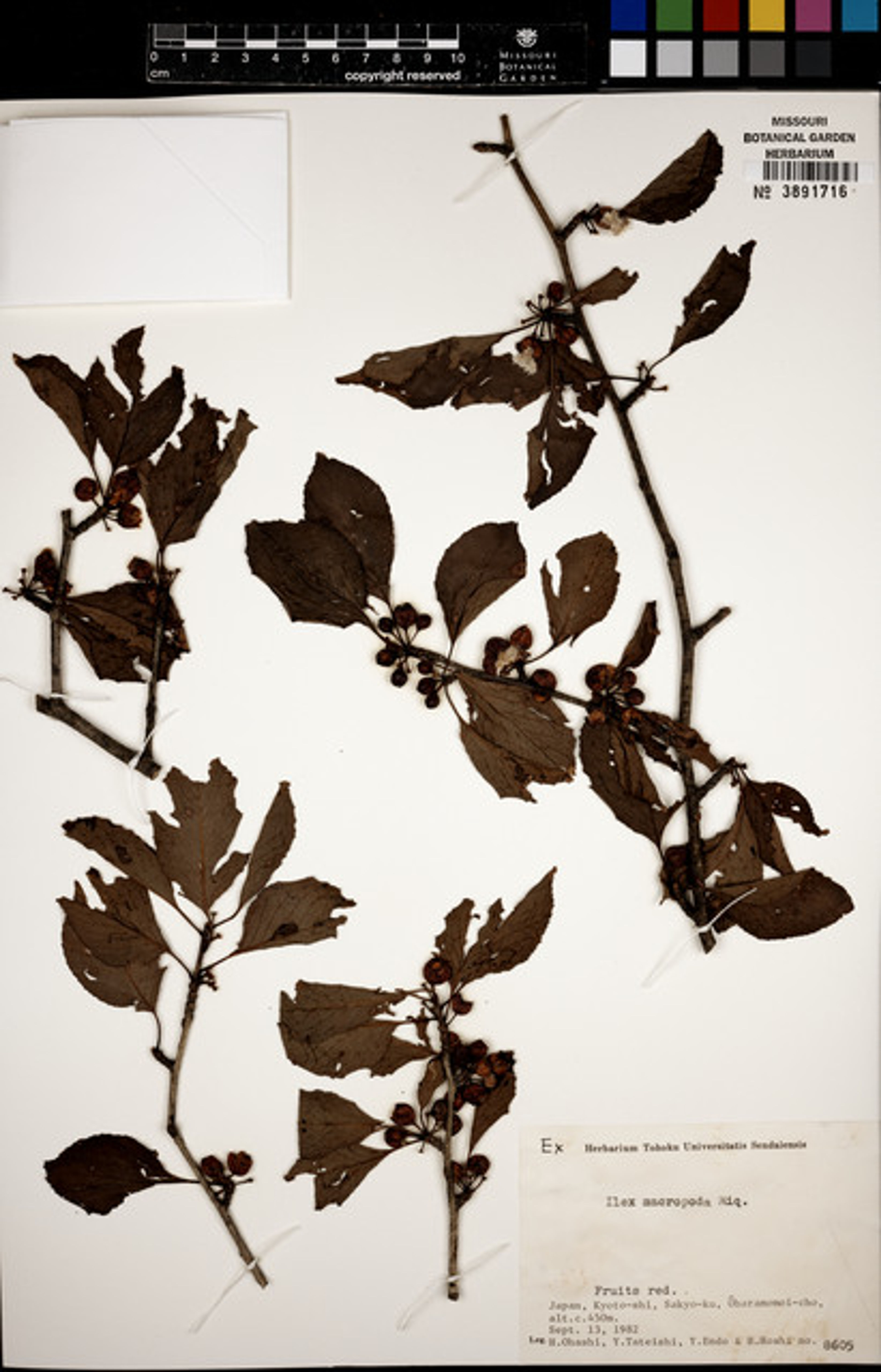 Ilex macropoda - 35