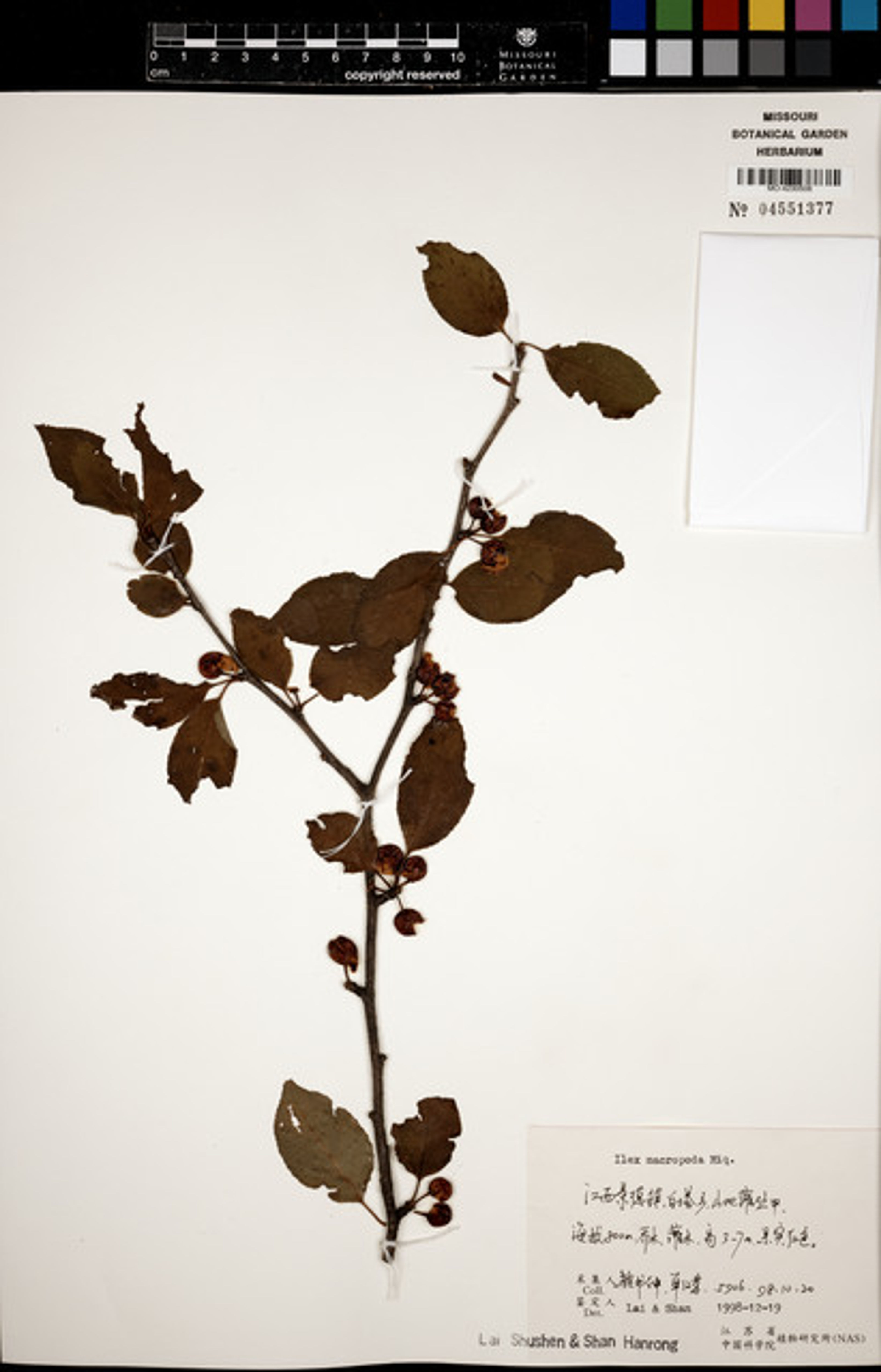 Ilex macropoda - 115