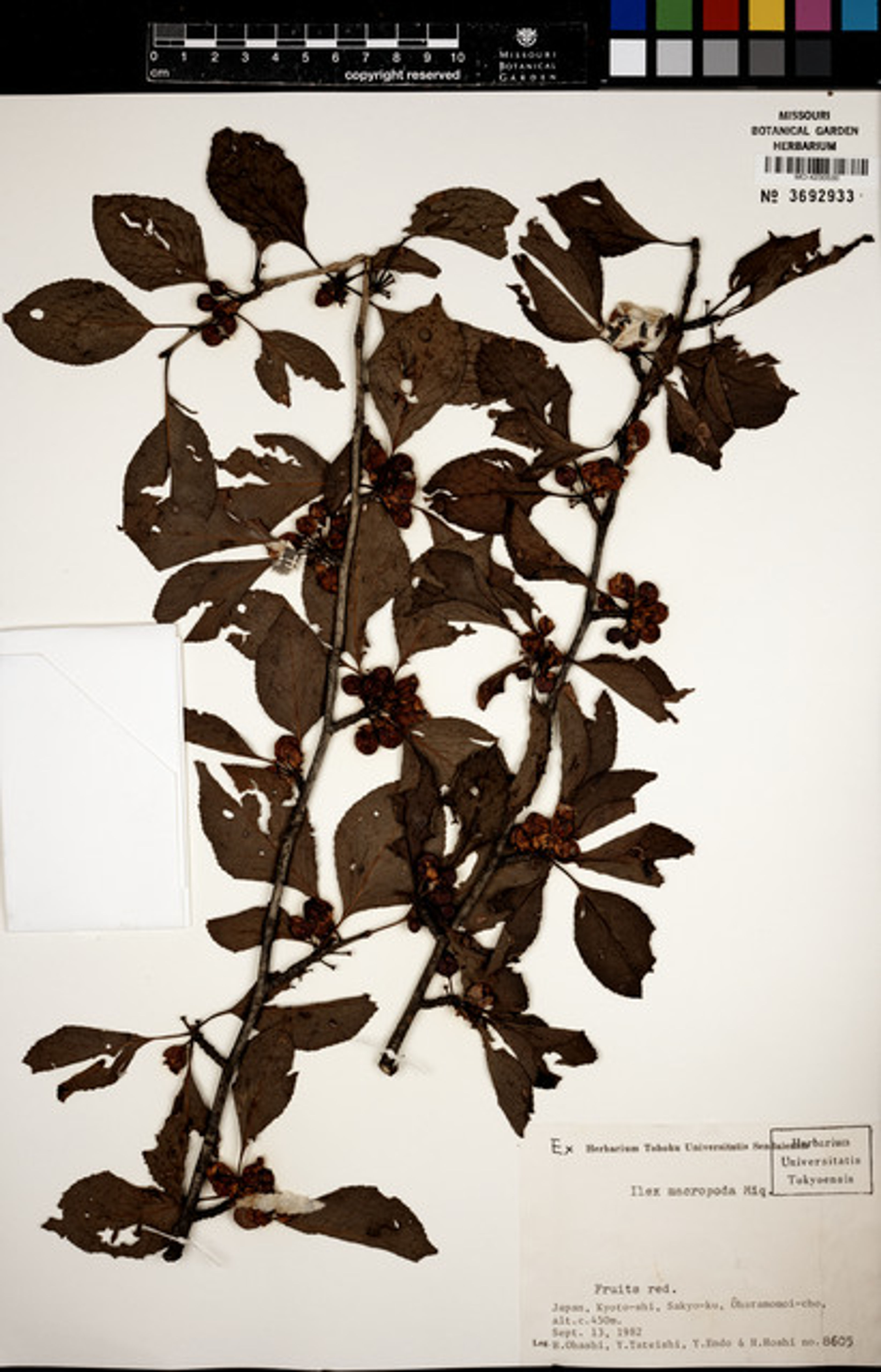 Ilex macropoda - 27