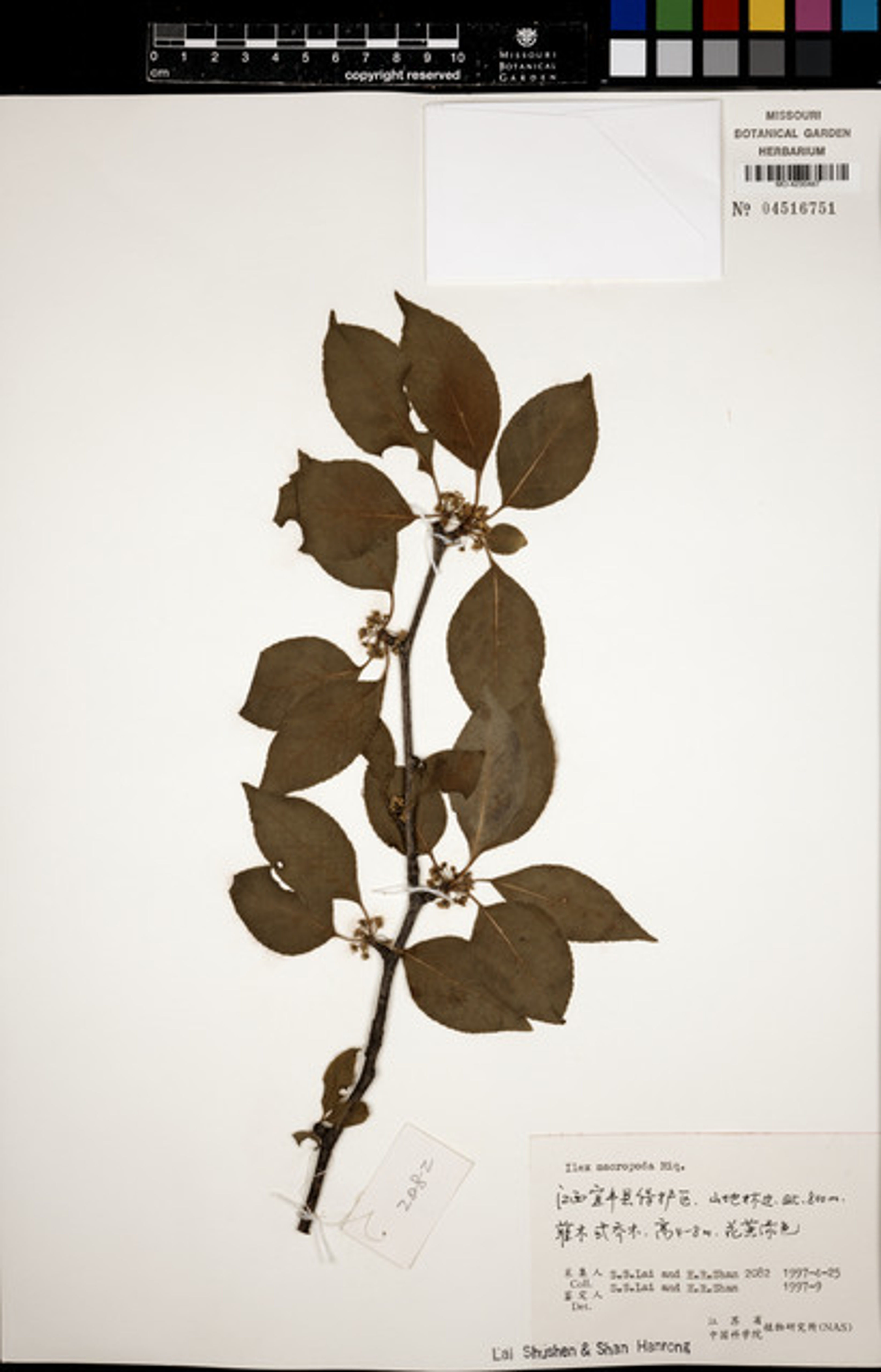 Ilex macropoda - 76