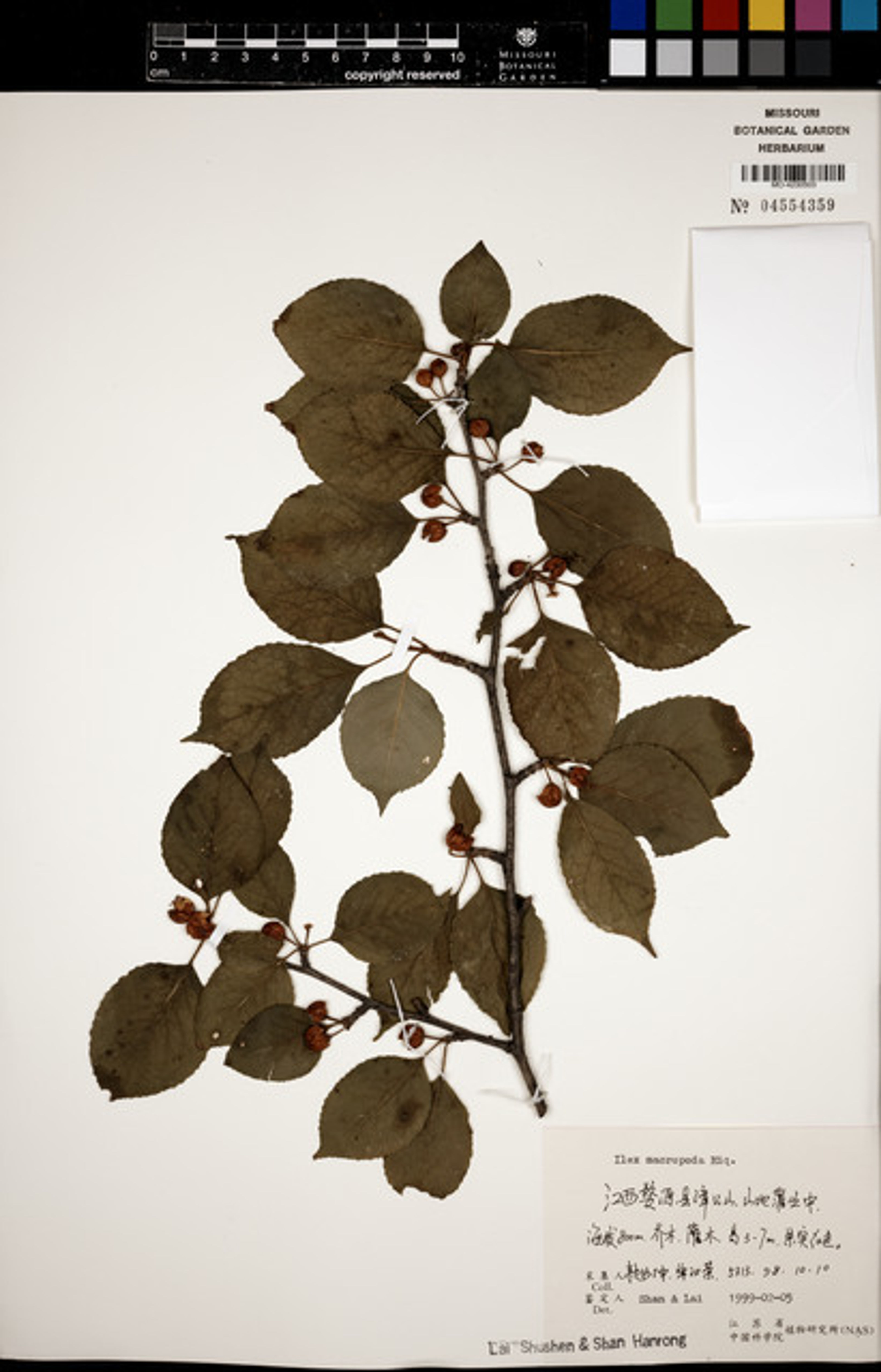 Ilex macropoda - 110