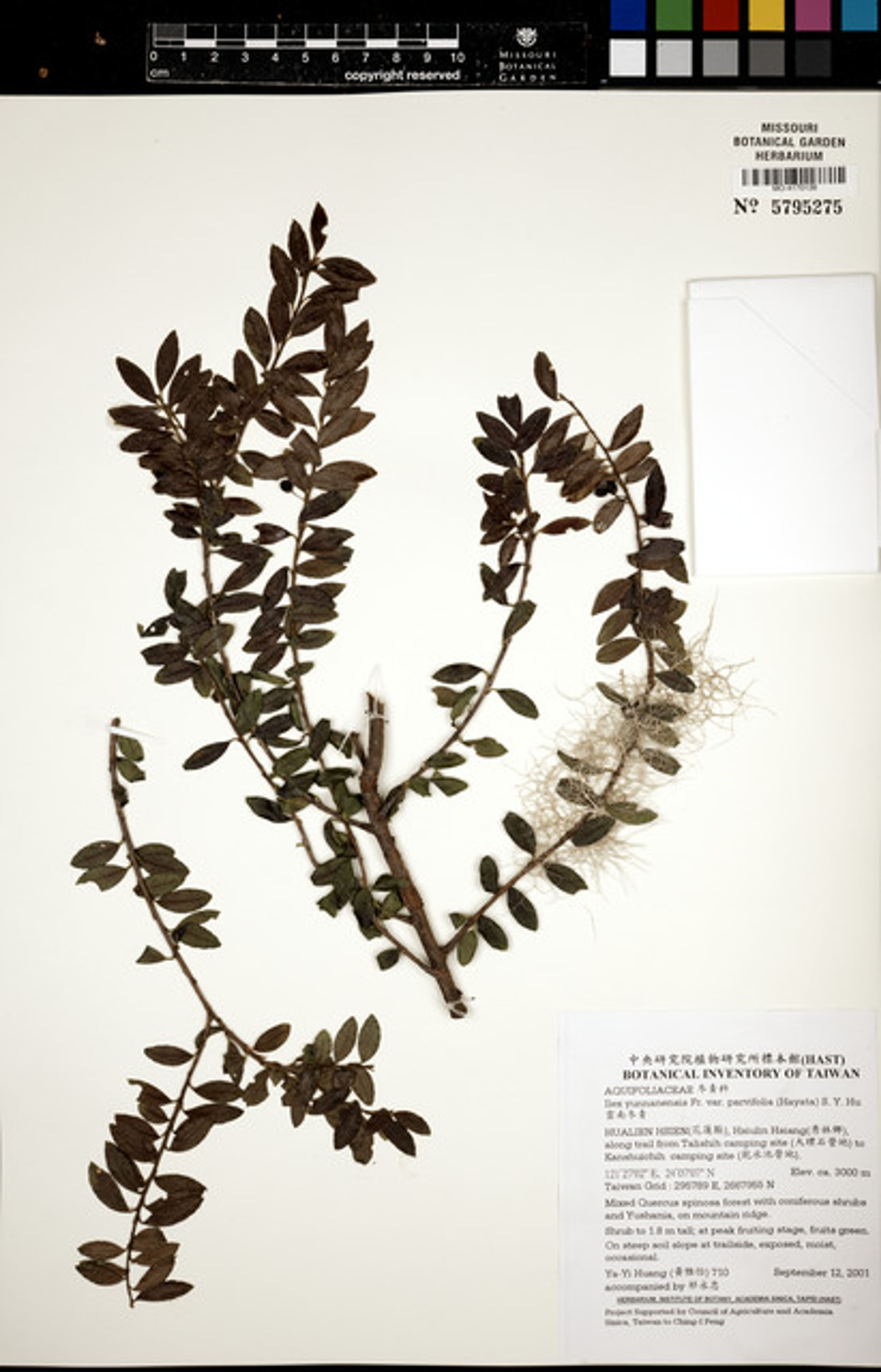 Ilex yunnanensis - 29