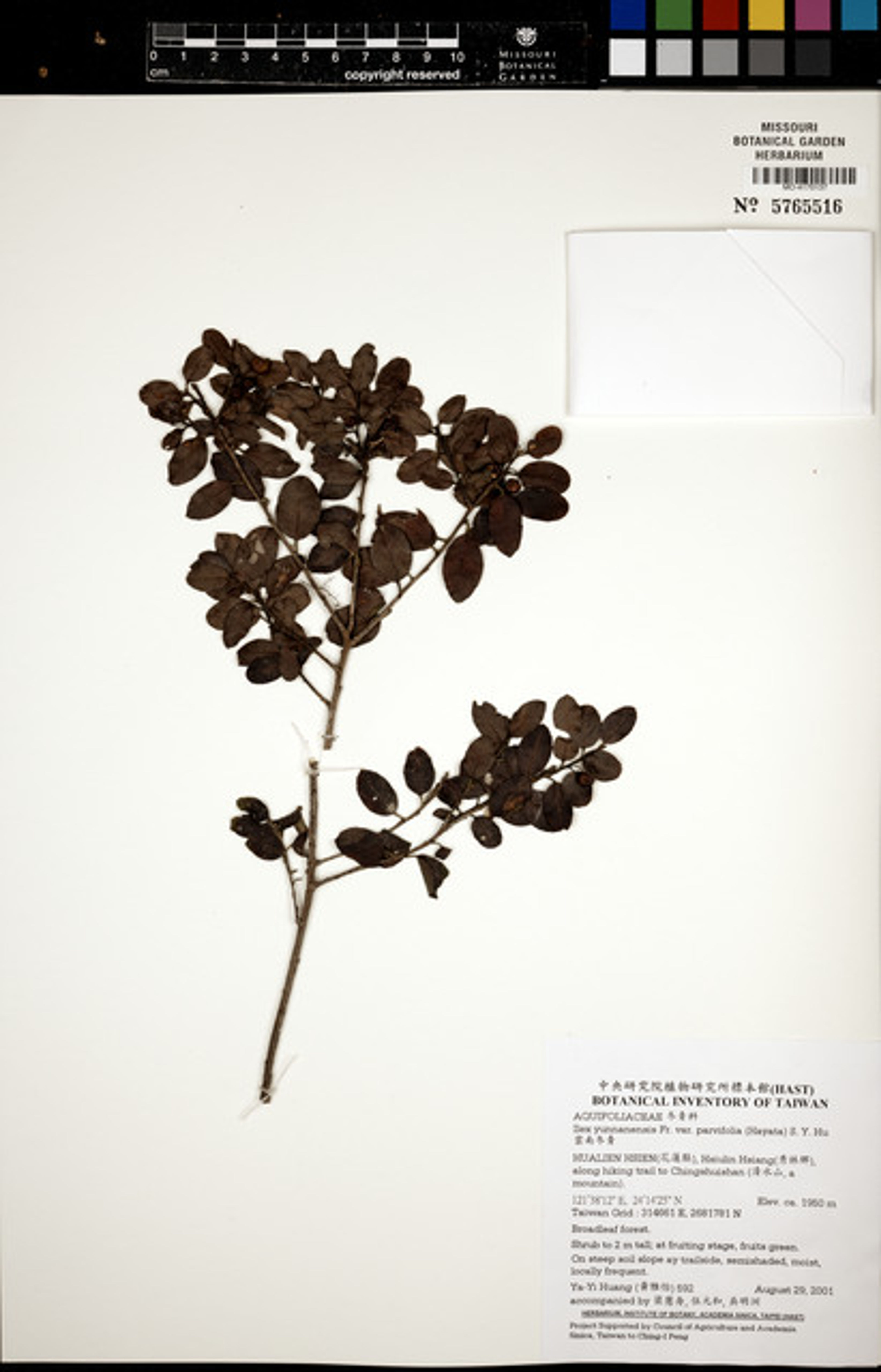 Ilex yunnanensis - 92