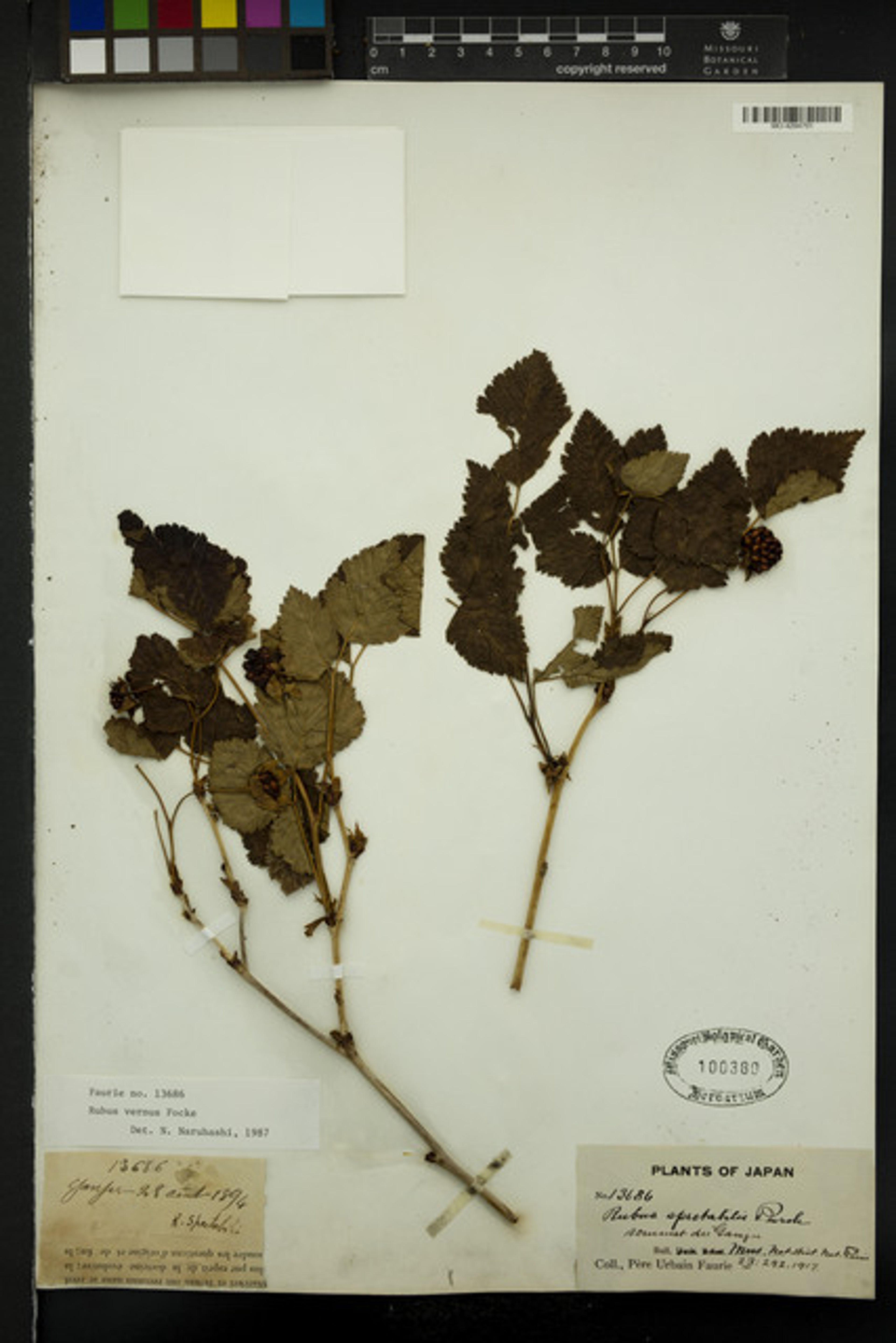 Rubus vernus - 8
