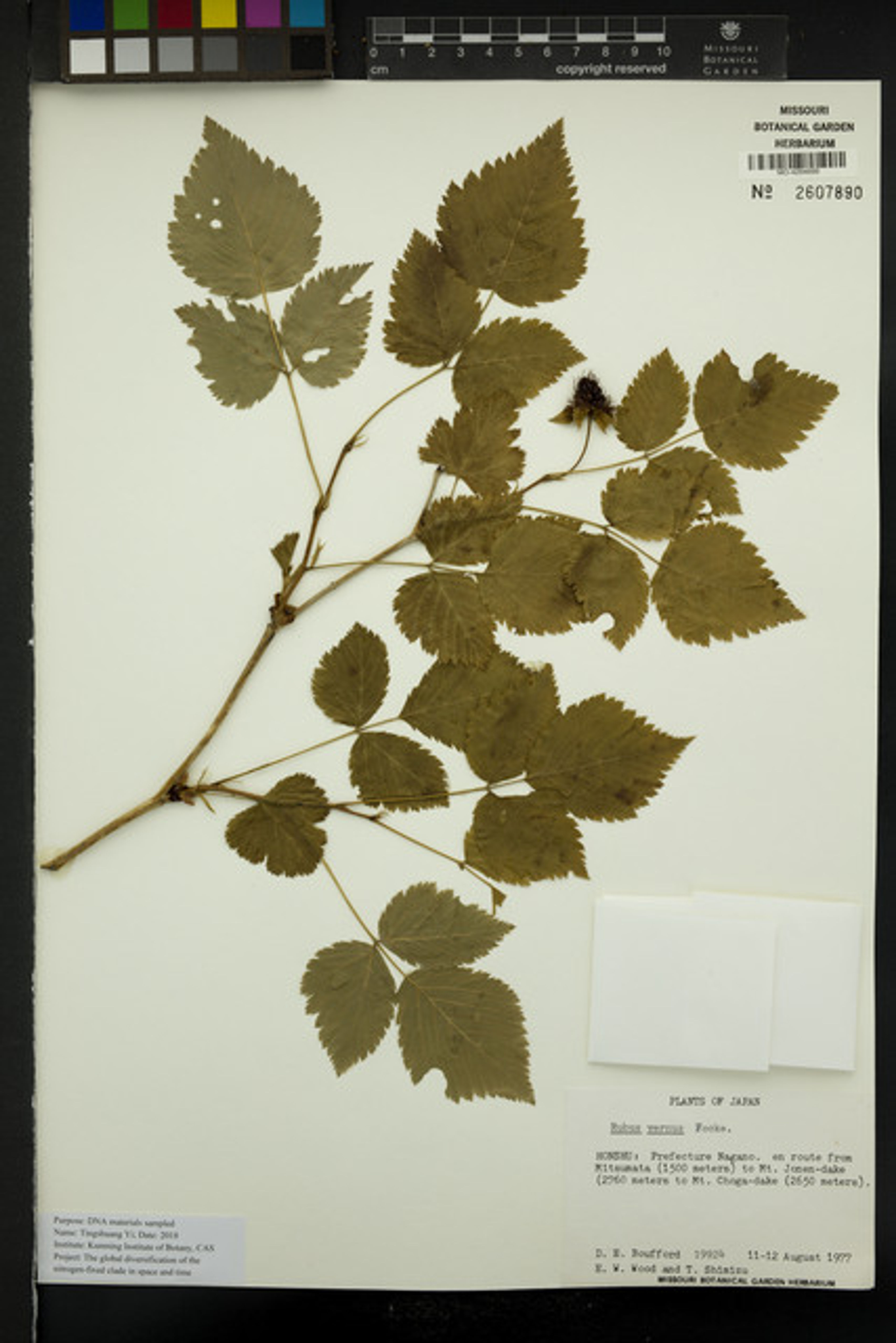 Rubus vernus - 26
