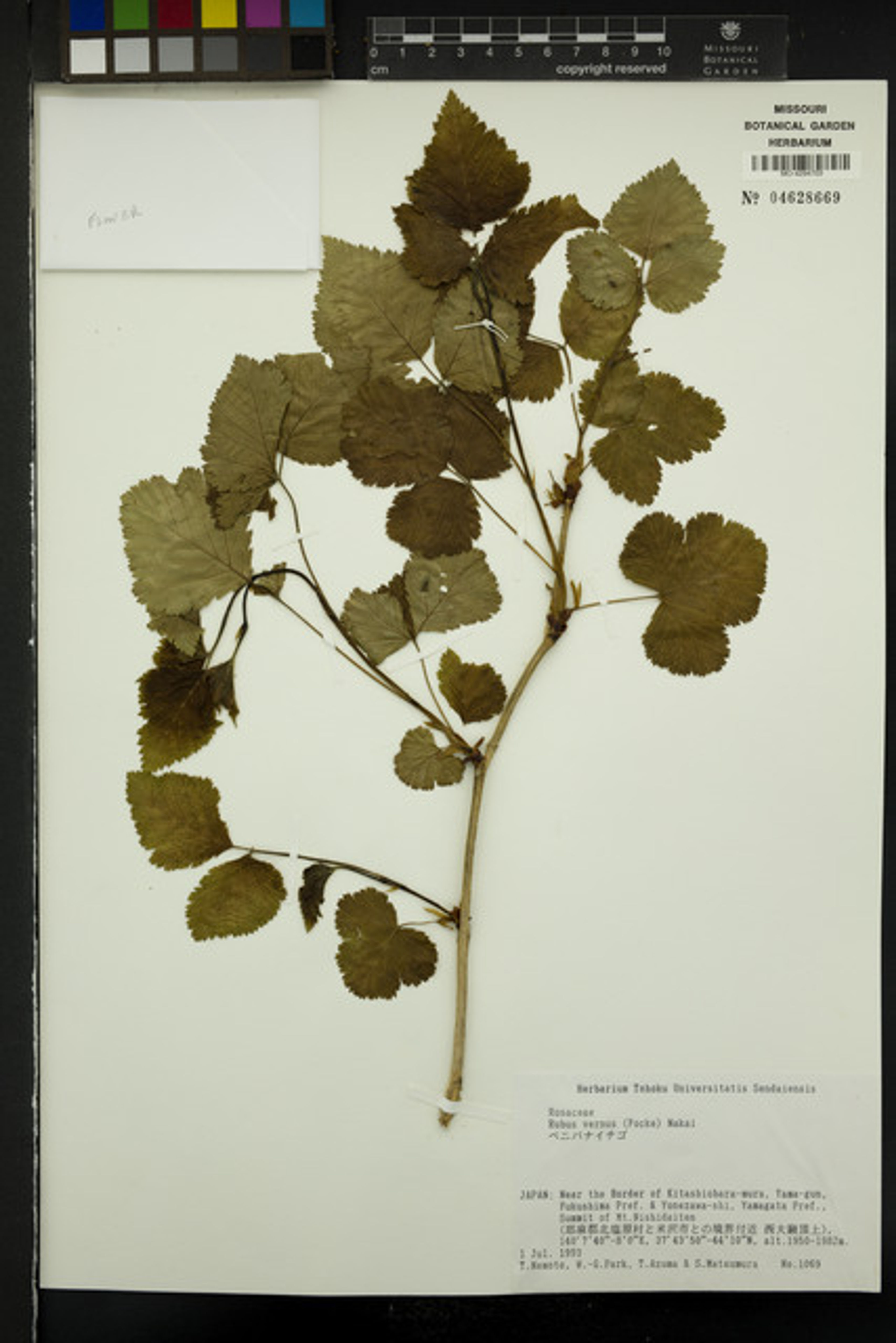 Rubus vernus - 2