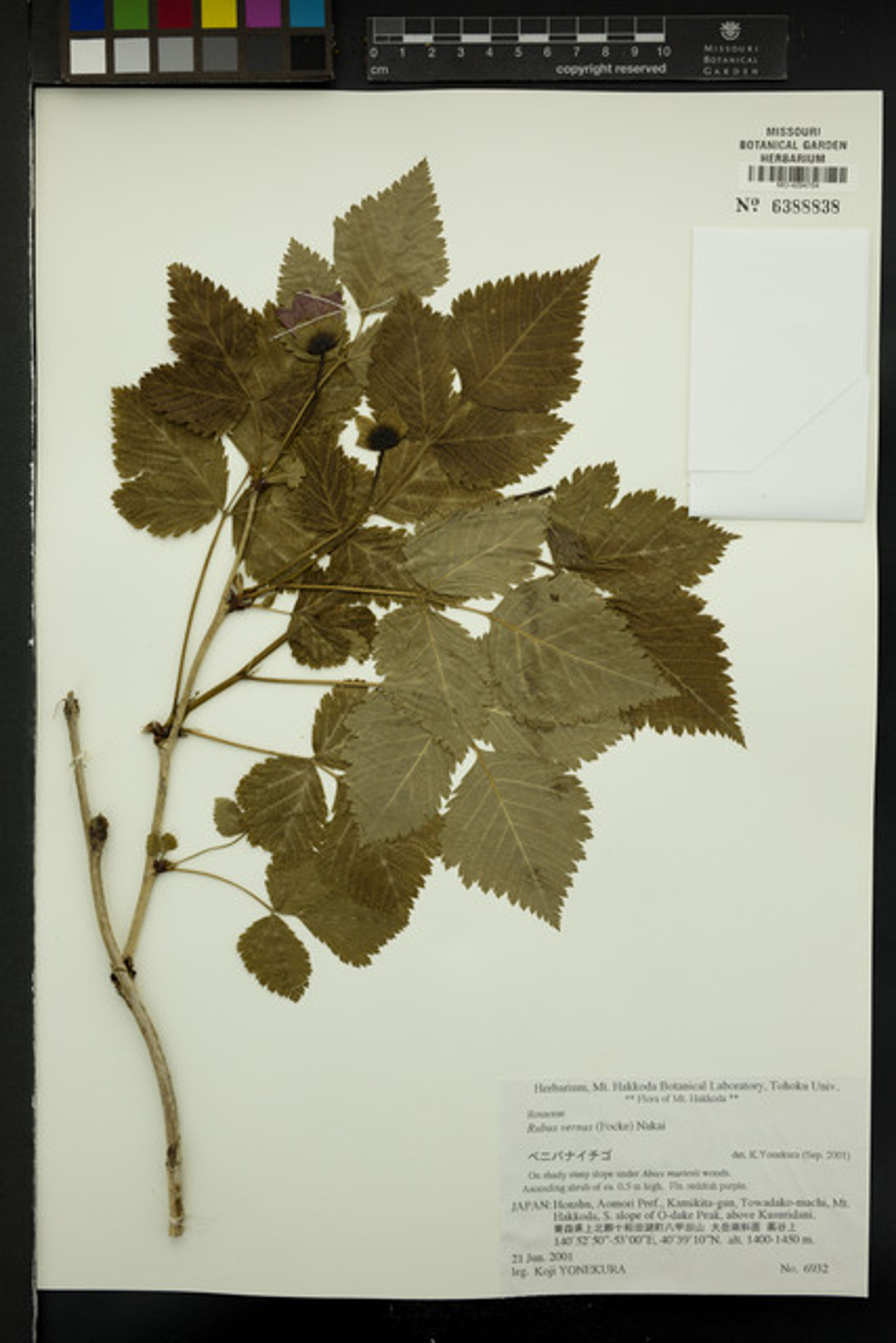 Rubus vernus - 3