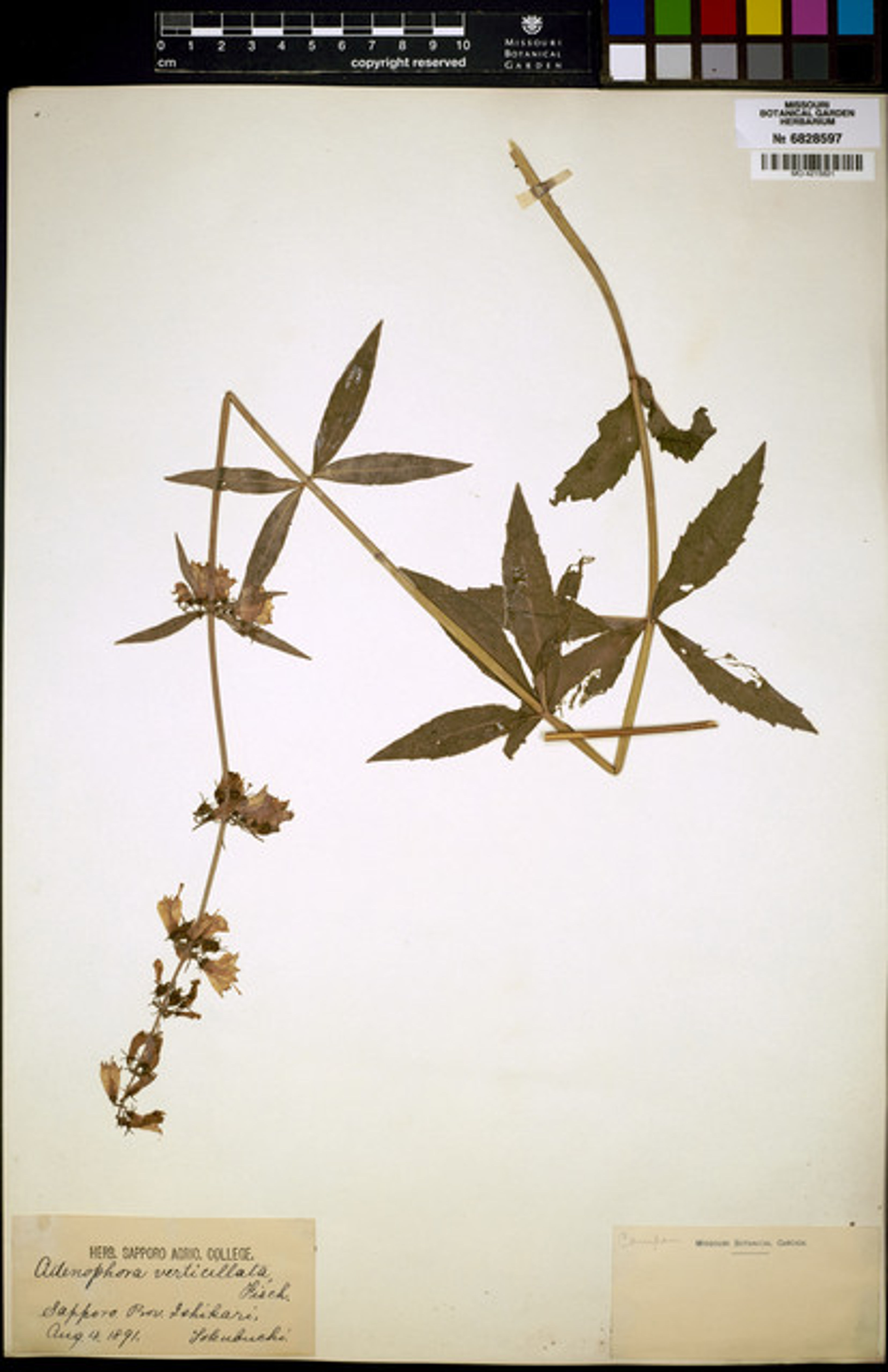 Adenophora verticillata - 36