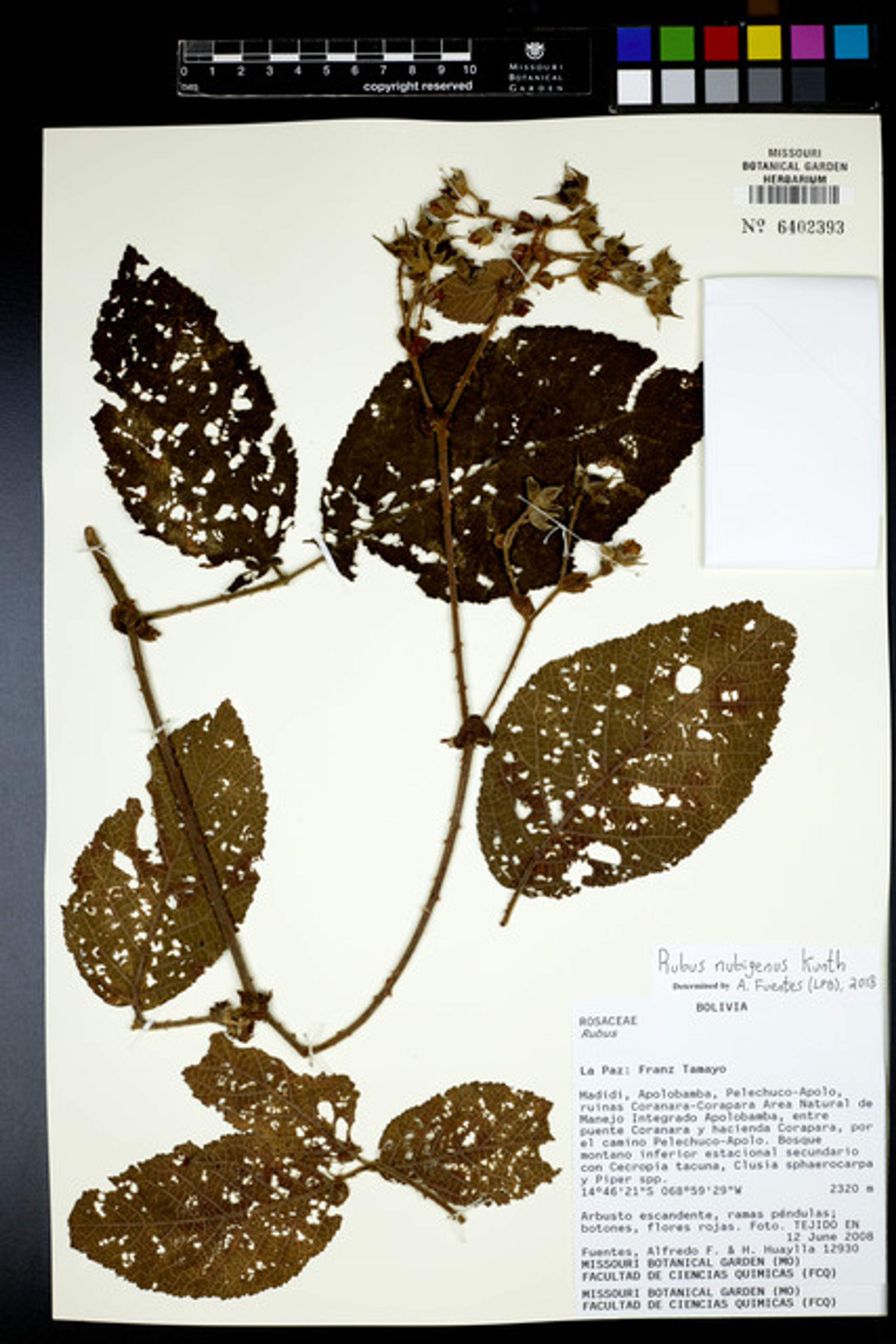 Rubus nubigenus - 28