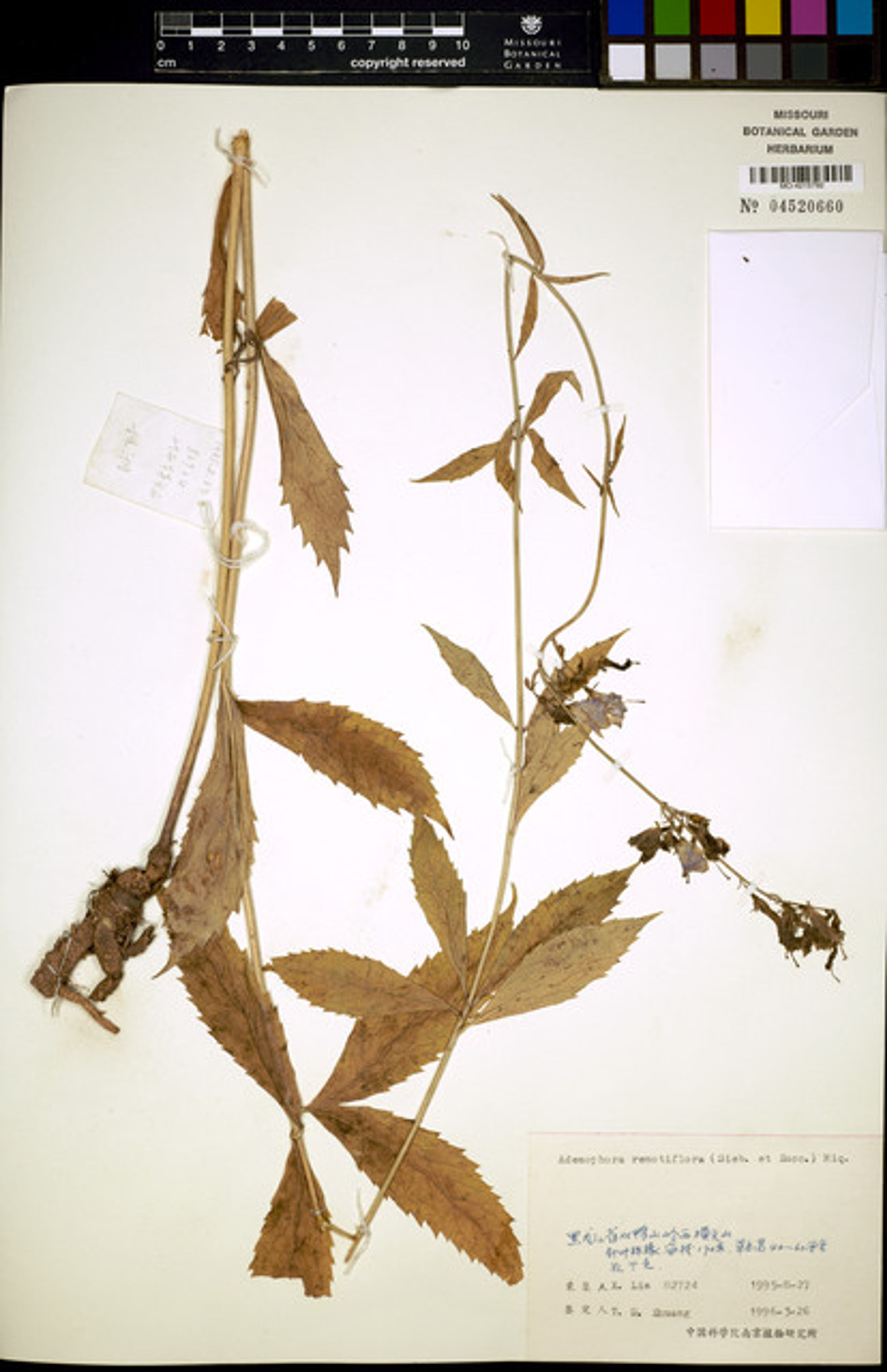 Adenophora remotiflora - 82