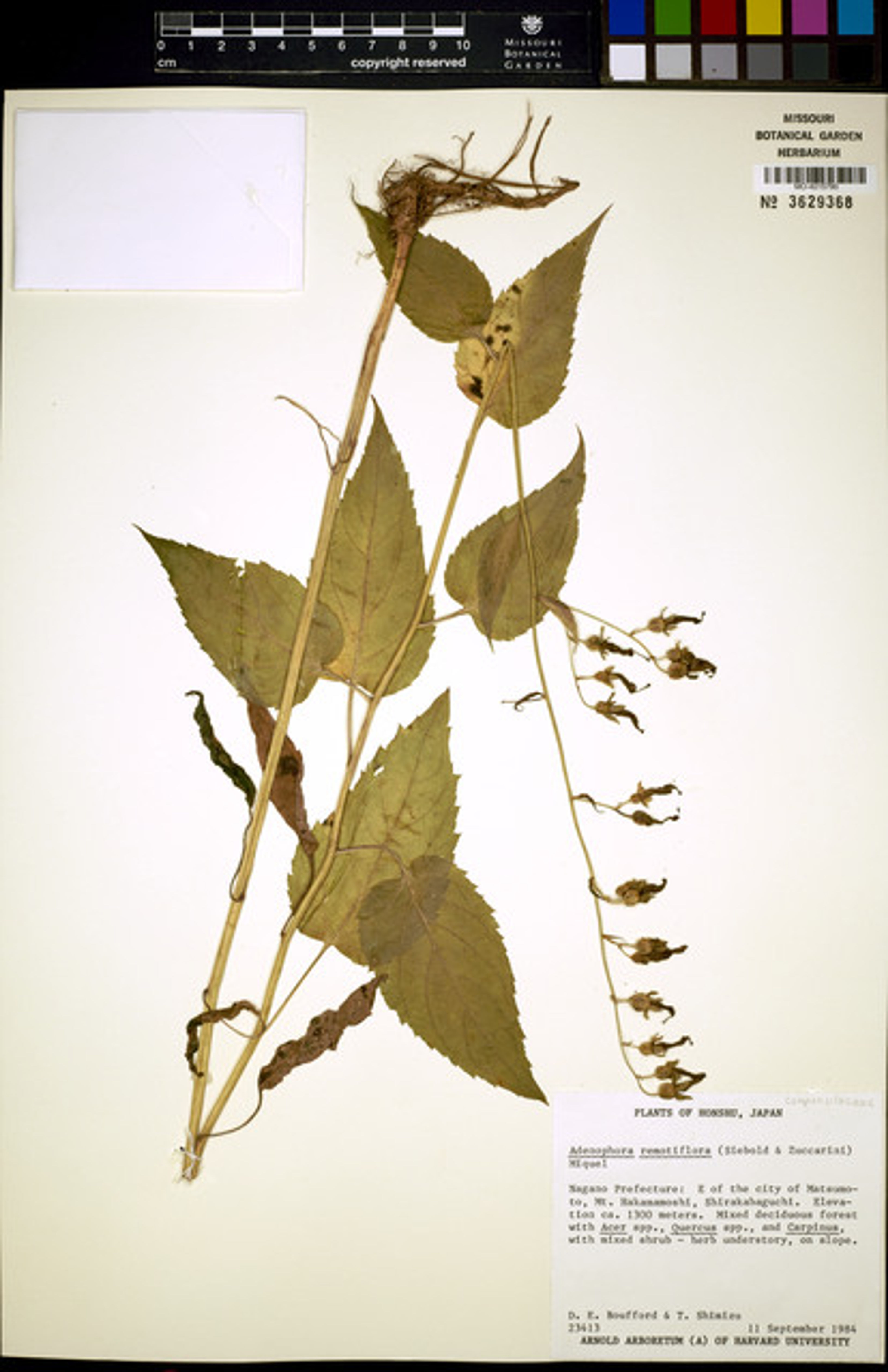Adenophora remotiflora - 76