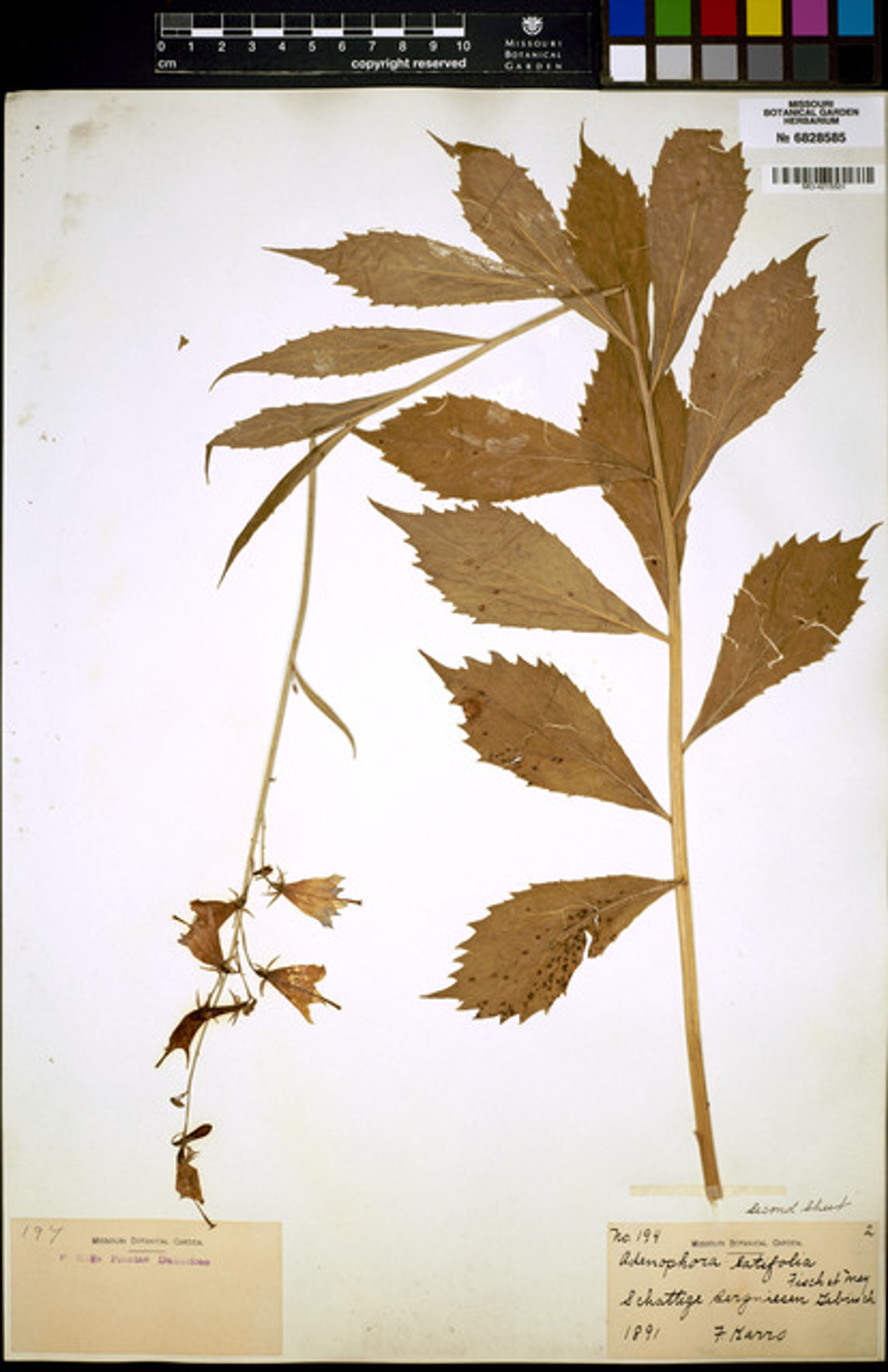 Adenophora latifolia - 36