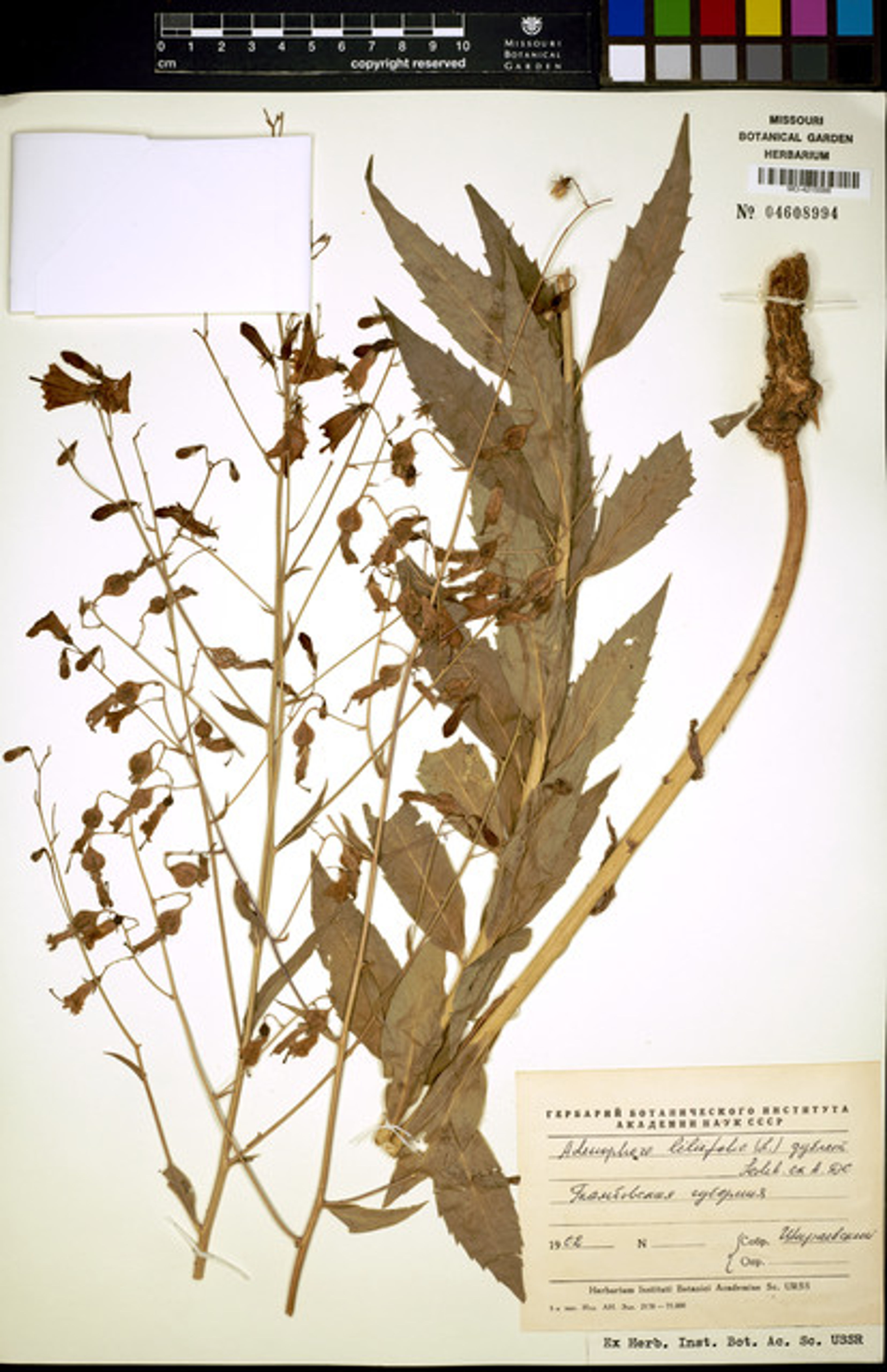 Adenophora liliifolia - 7