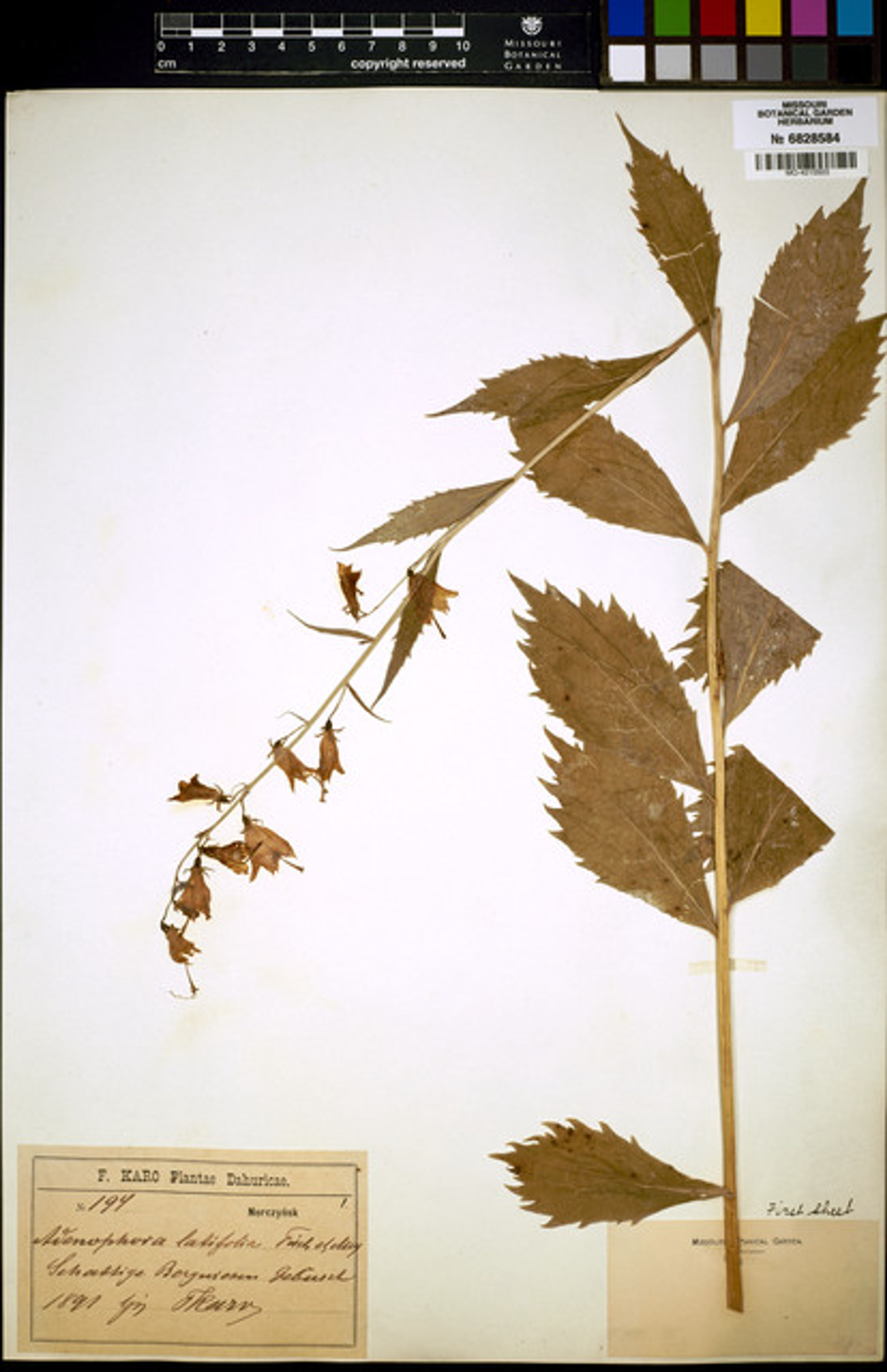 Adenophora latifolia - 6